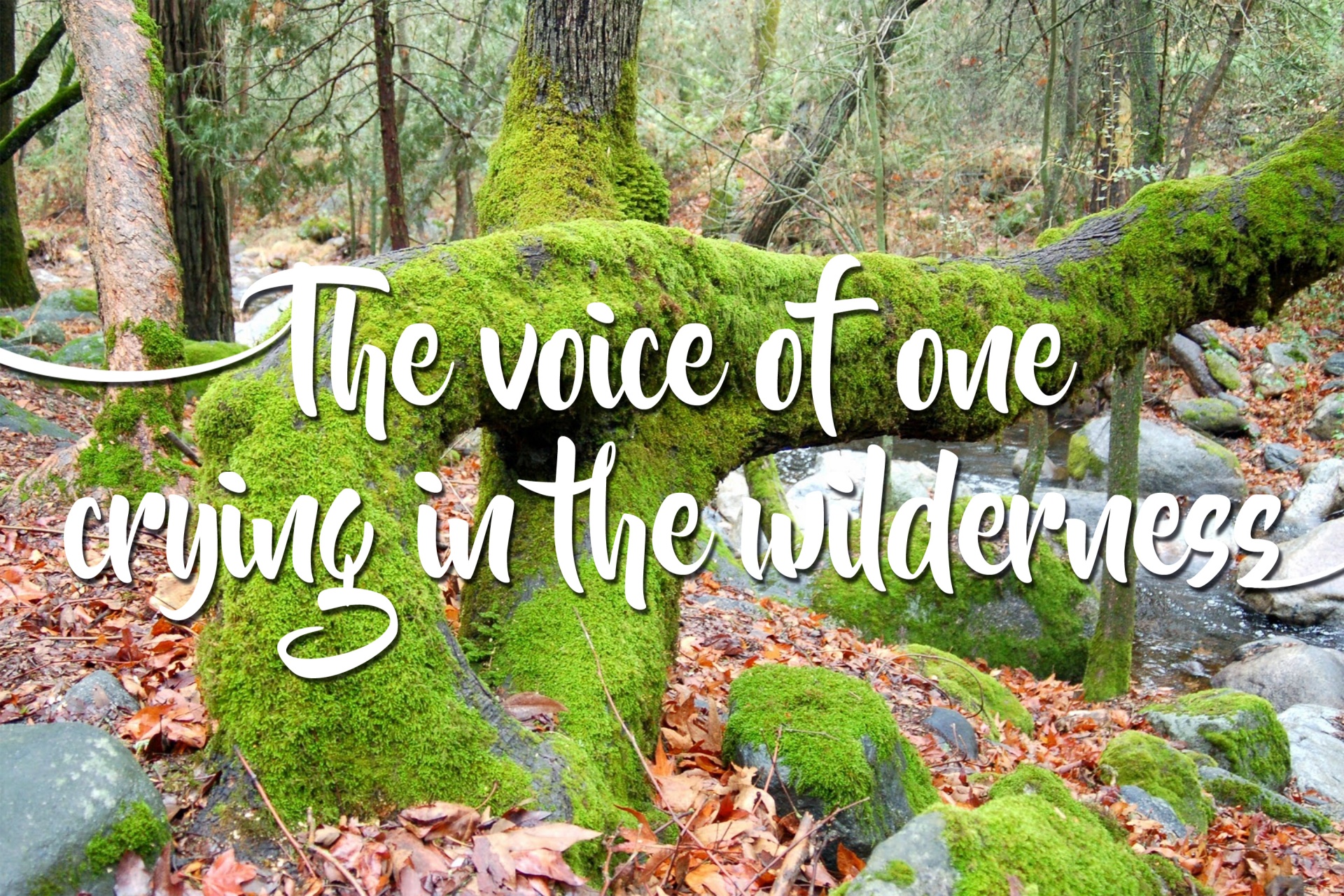 word artwork that says voice one crying wilderness free photo