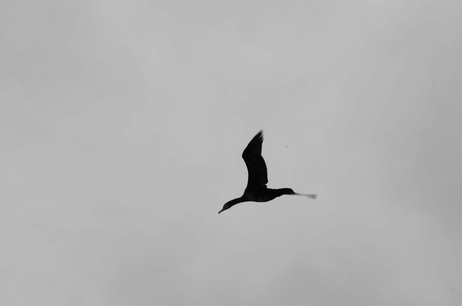 cormorant bird bird flying free photo