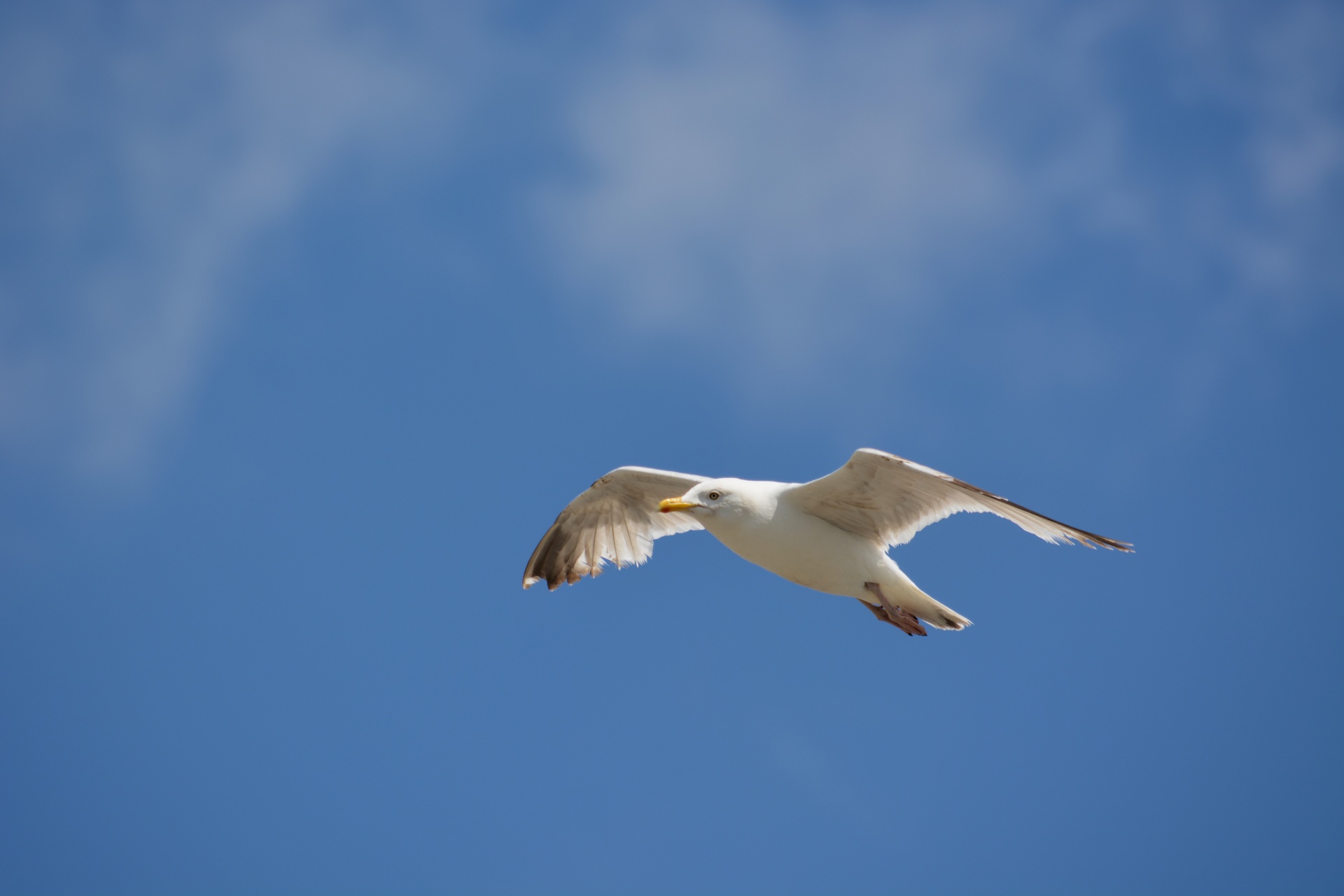 gull bird wildlife free photo