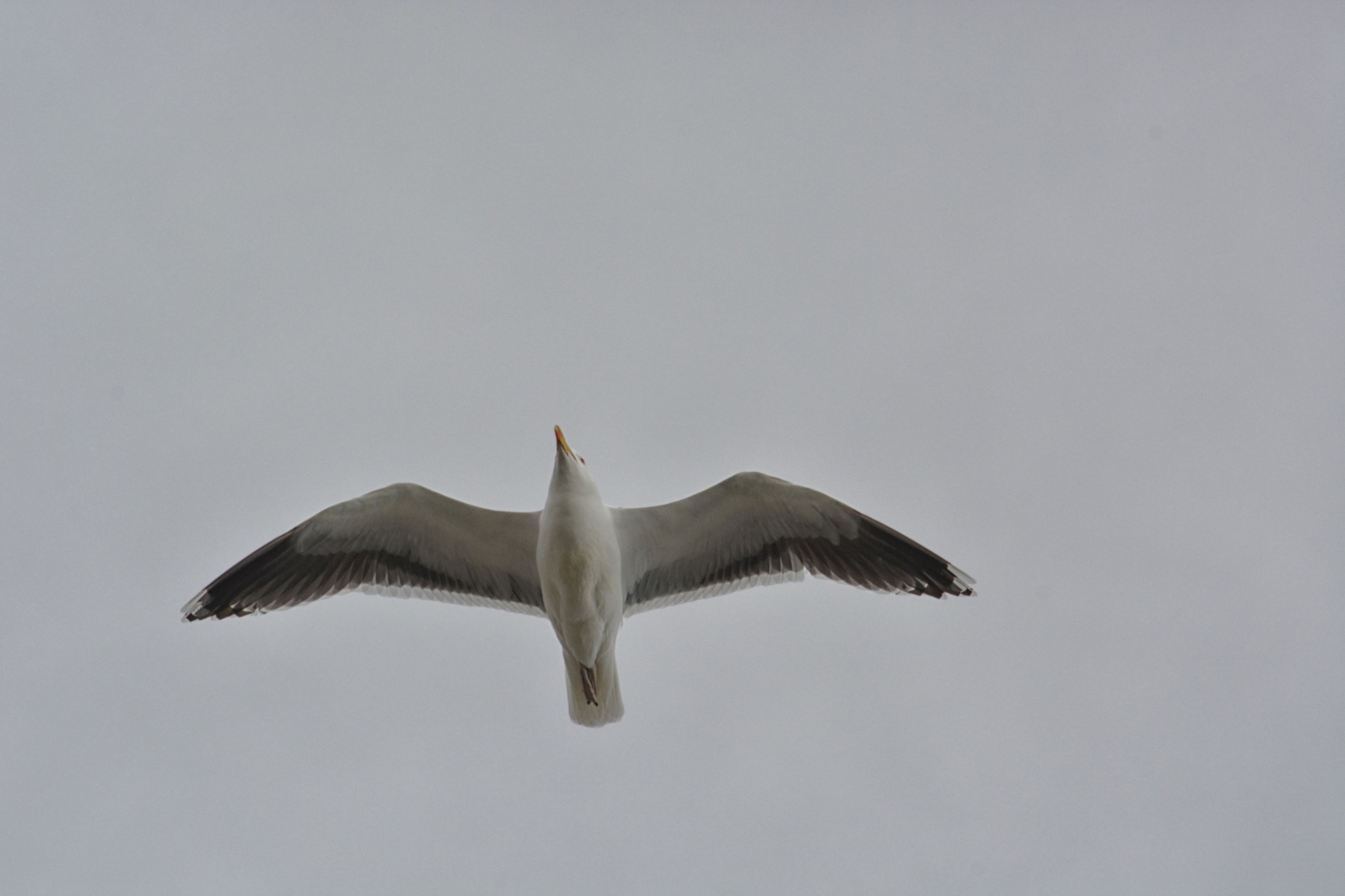 gull bird wildlife free photo