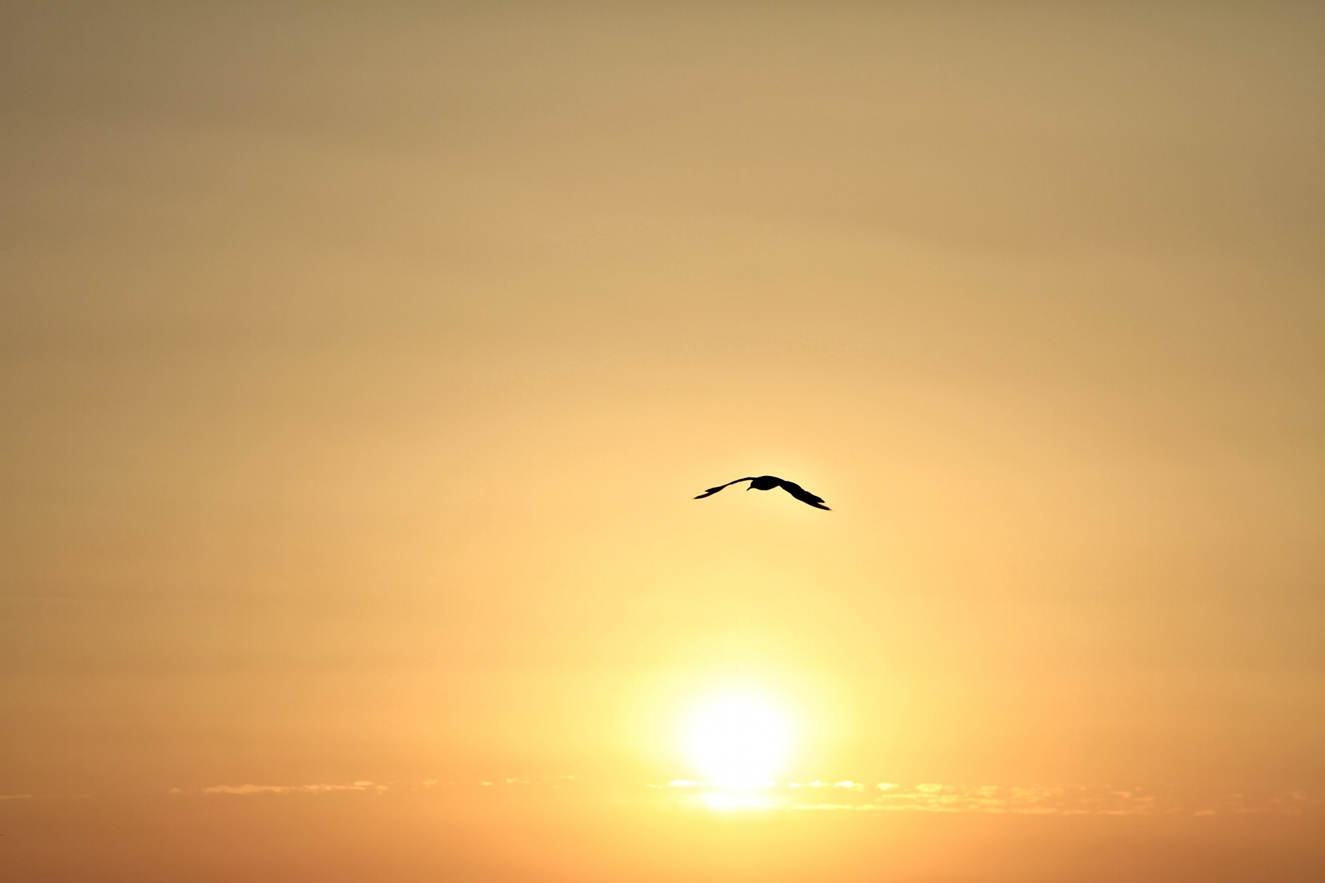 gull sunset flying free photo