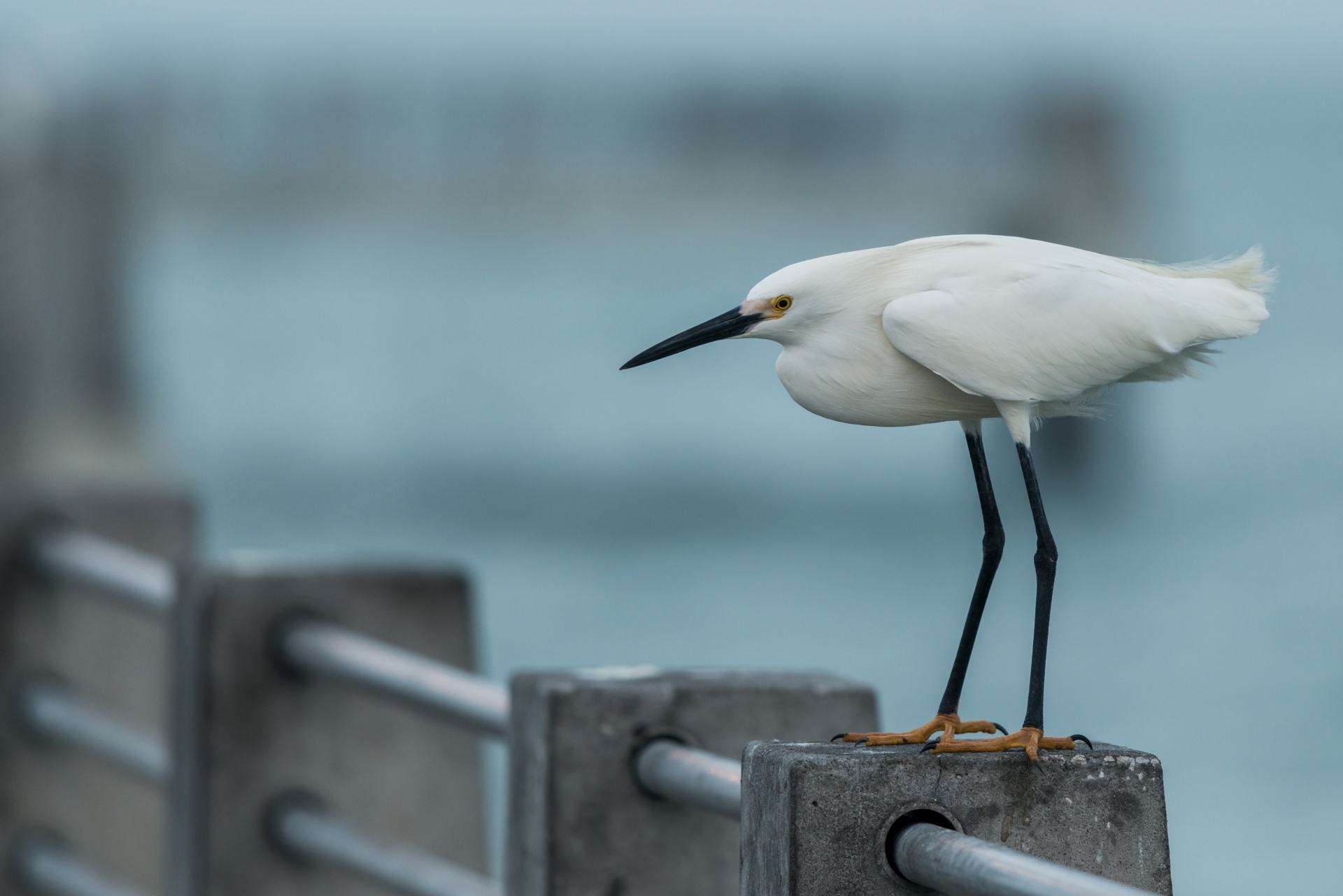 egret white travel free photo