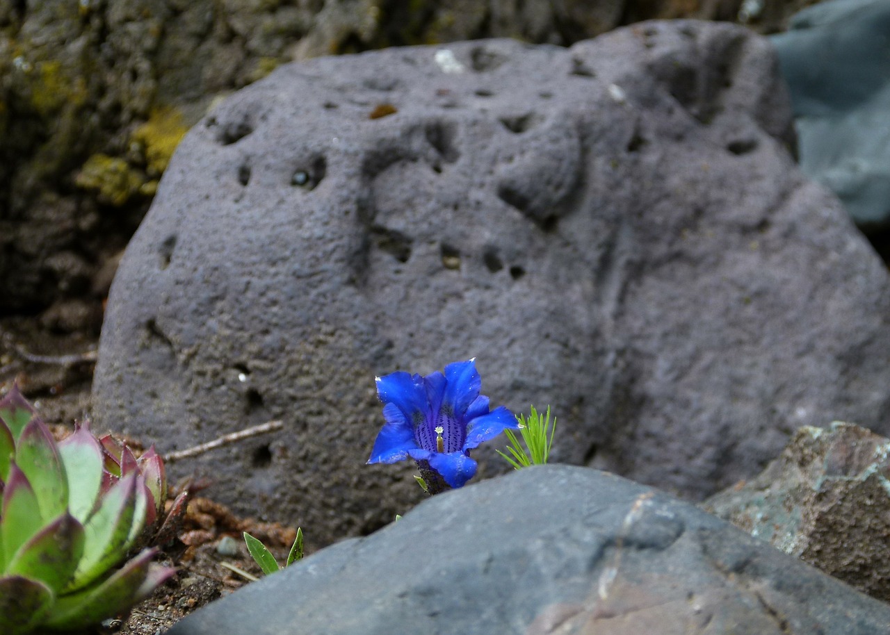 volcanic rock blue enzian free photo