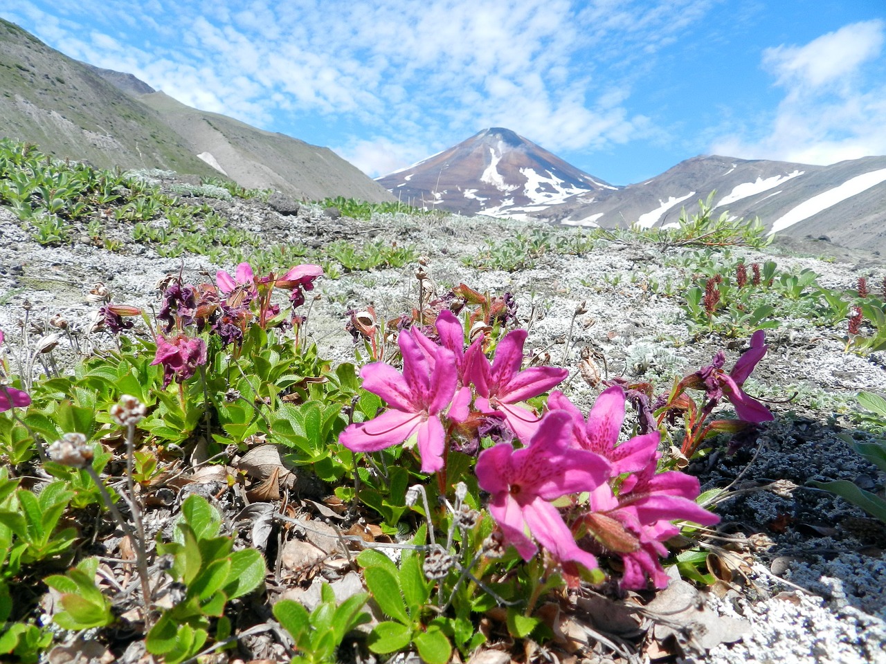 volcano the foot flowers free photo