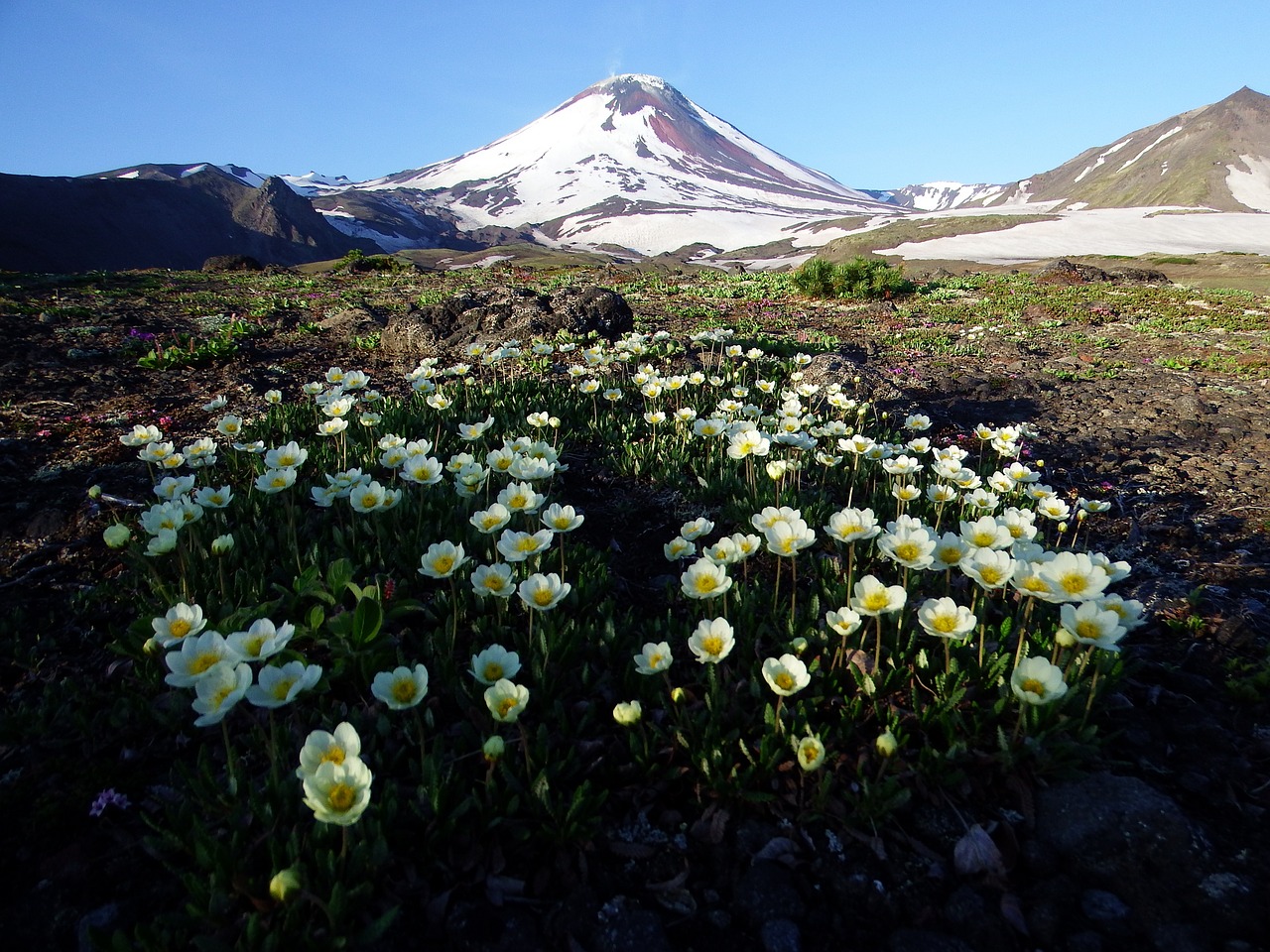 volcano the foot flowers free photo