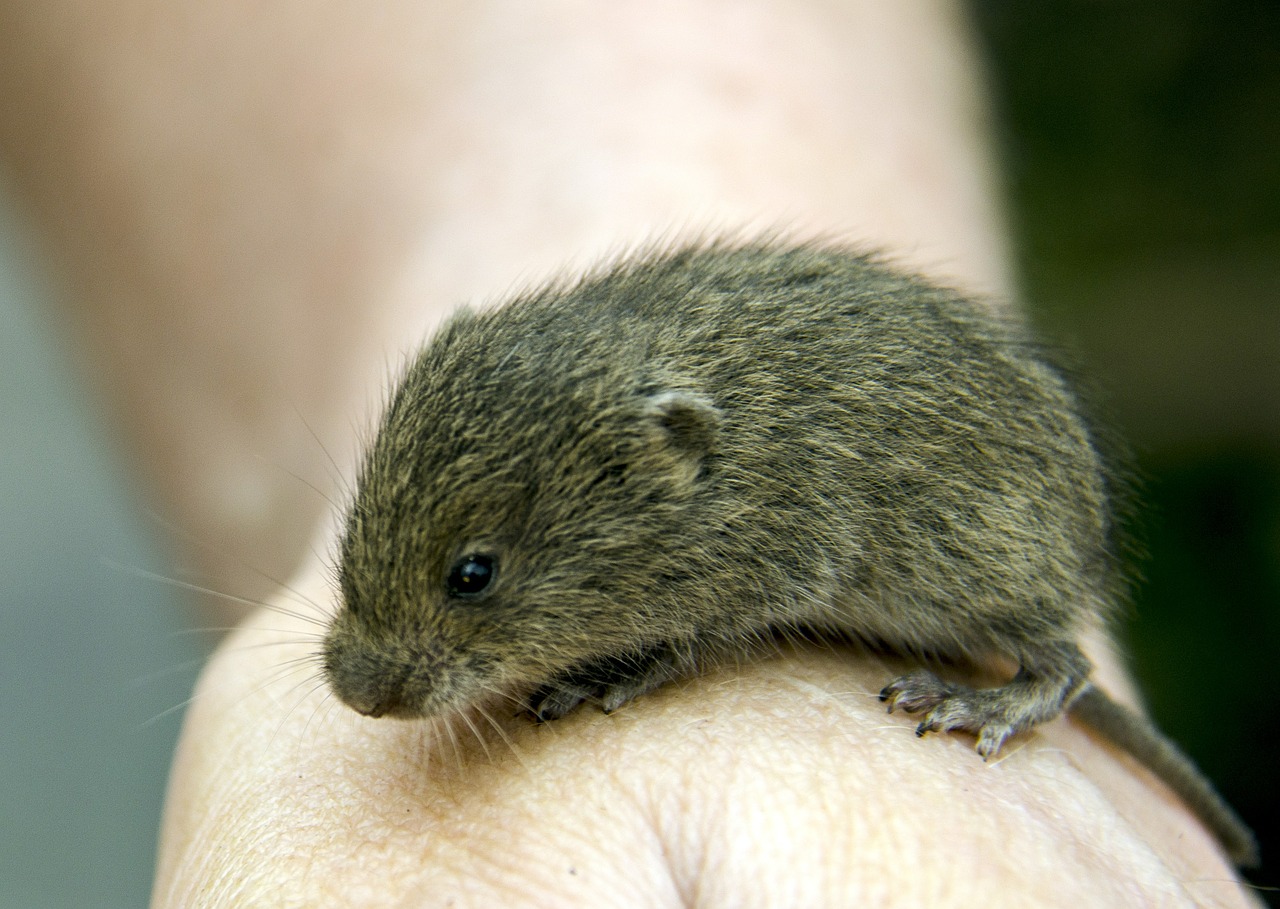 vole rodents hamster free photo