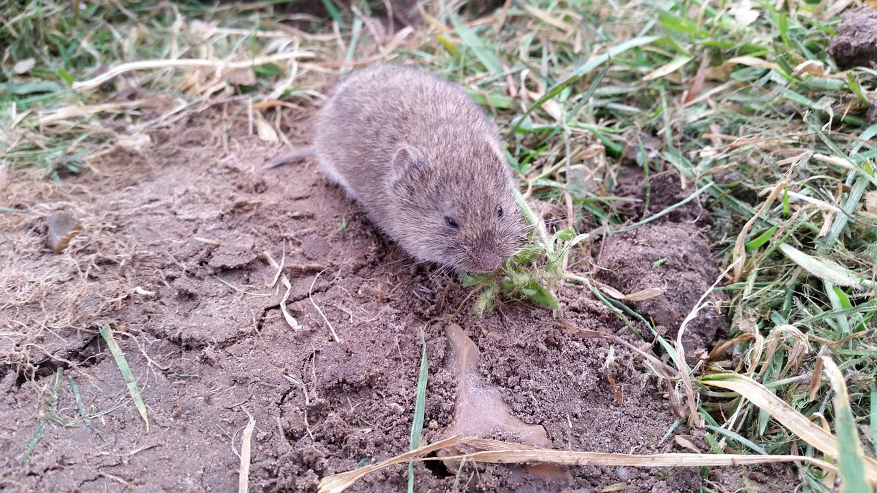 vole nager mouse free photo