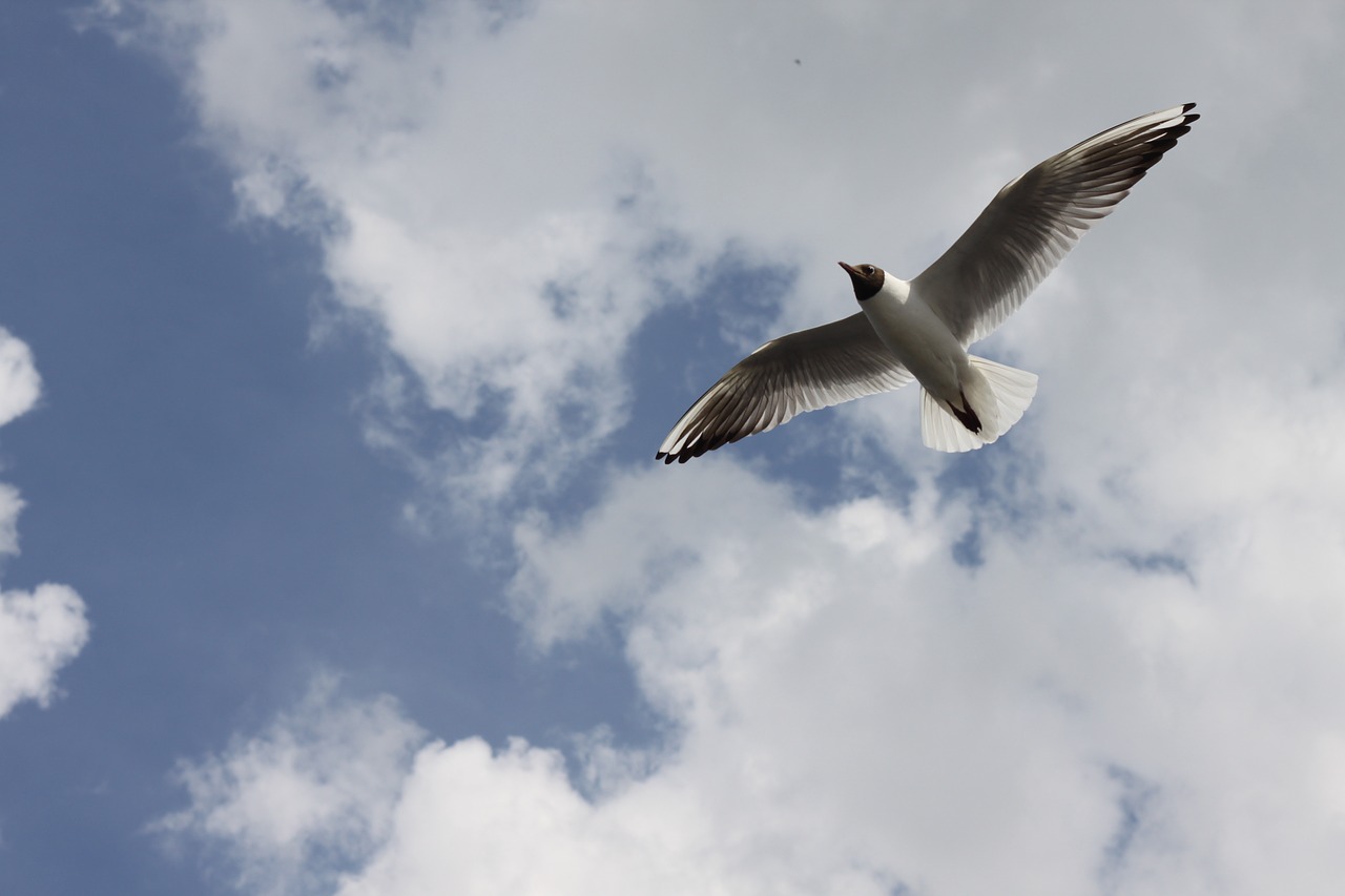 volga seagull clouds free photo