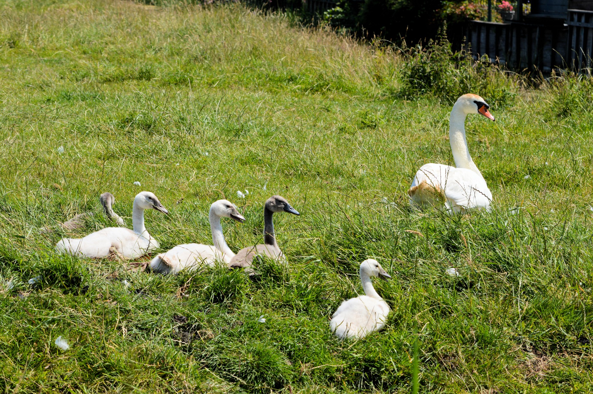 swan swans water bird free photo