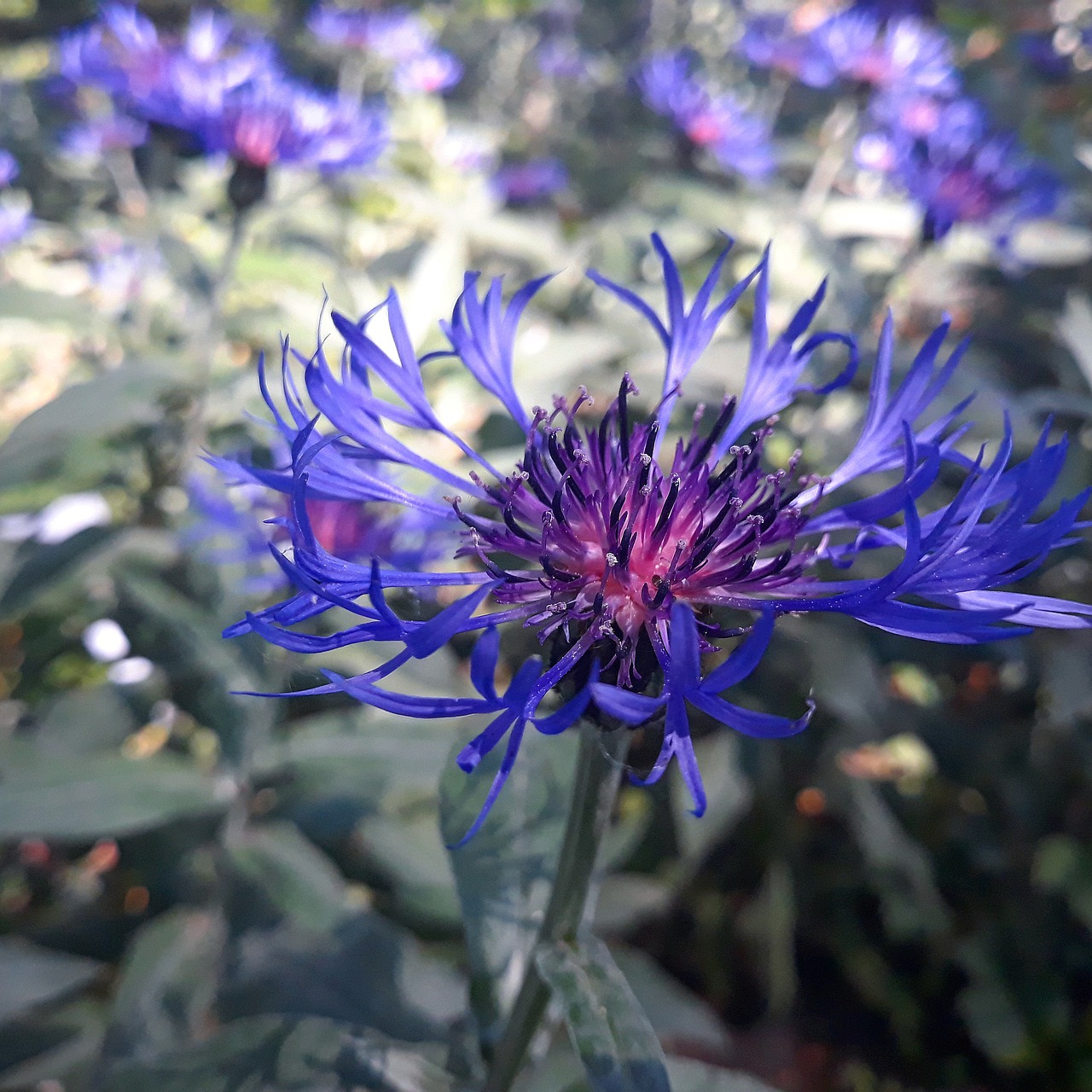 voloshka  field  flower free photo