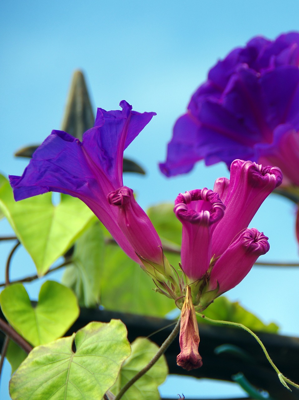 volubilis  blue  morning glory free photo