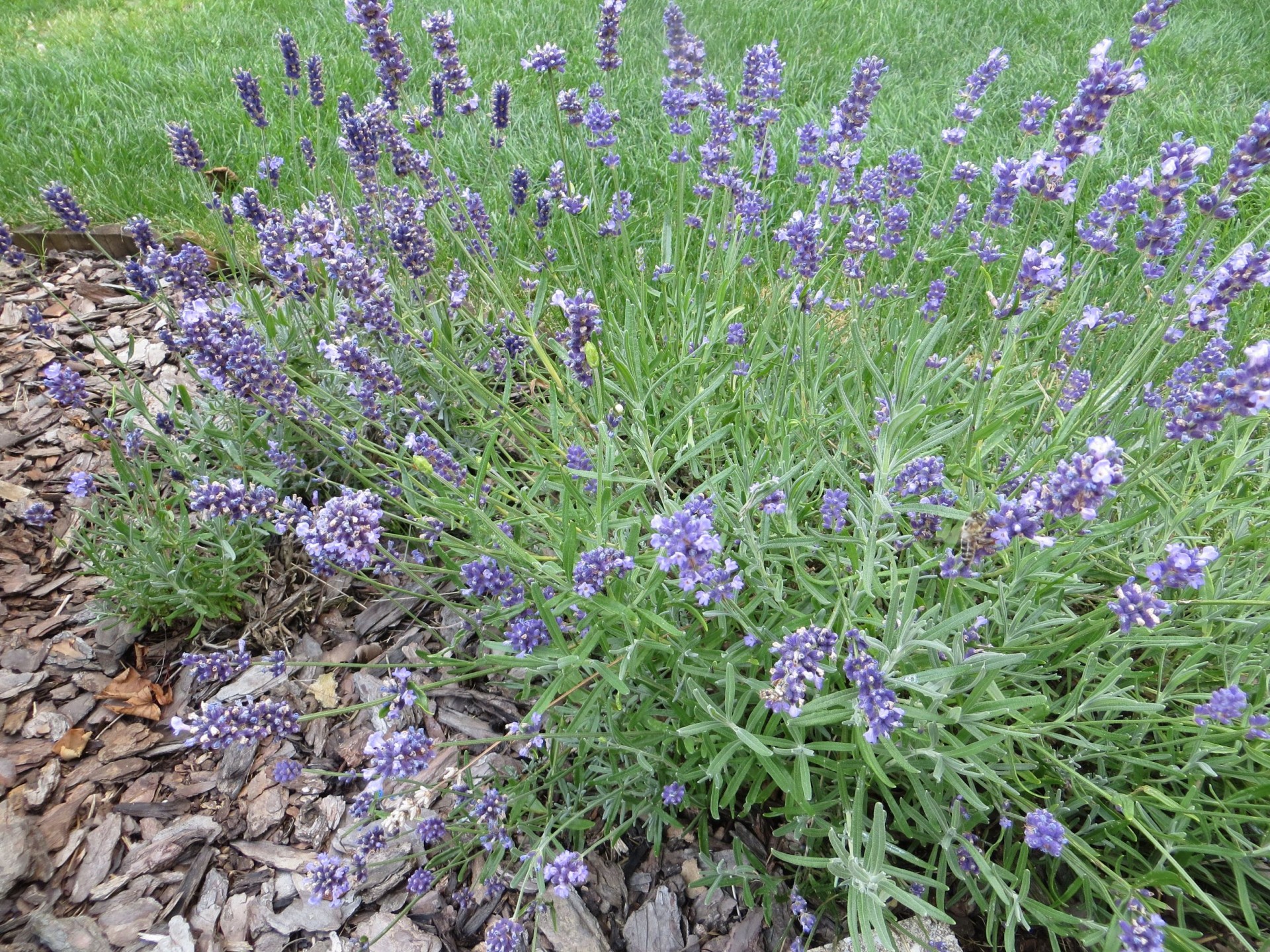 lavender summer flowers fragrant lavender free photo