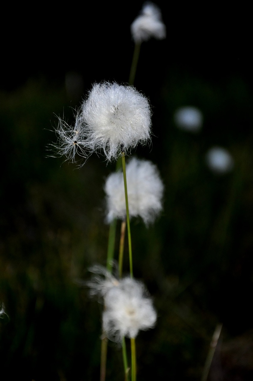 vosges cotton grass bog free photo