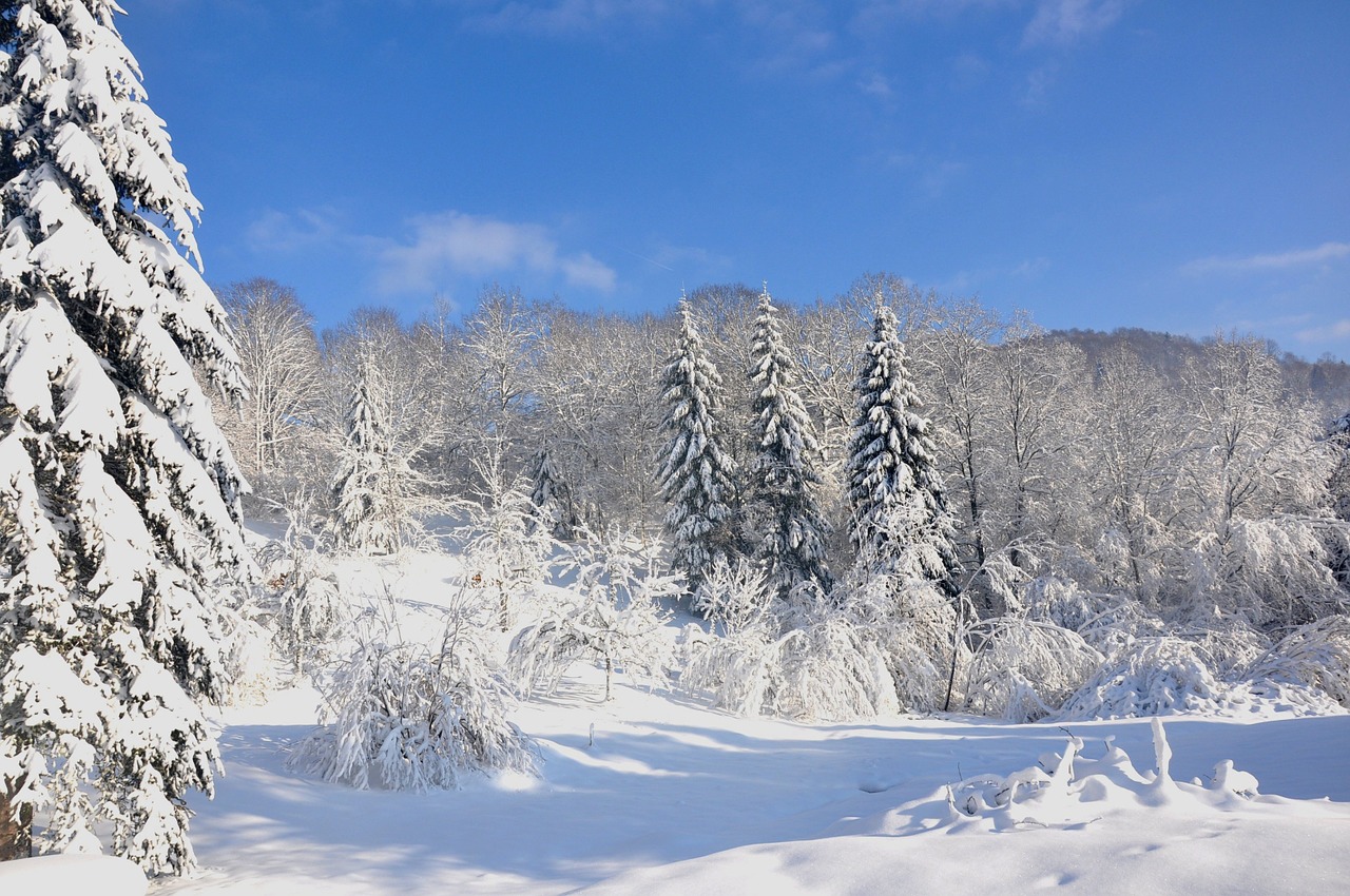 vosges winter snow free photo