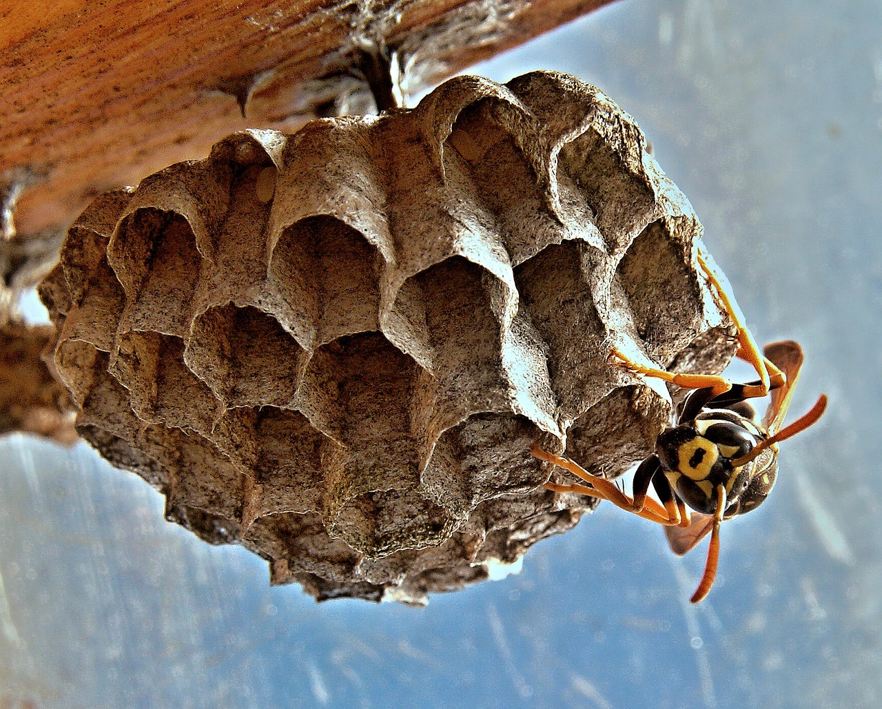 vosika french nests insect free photo