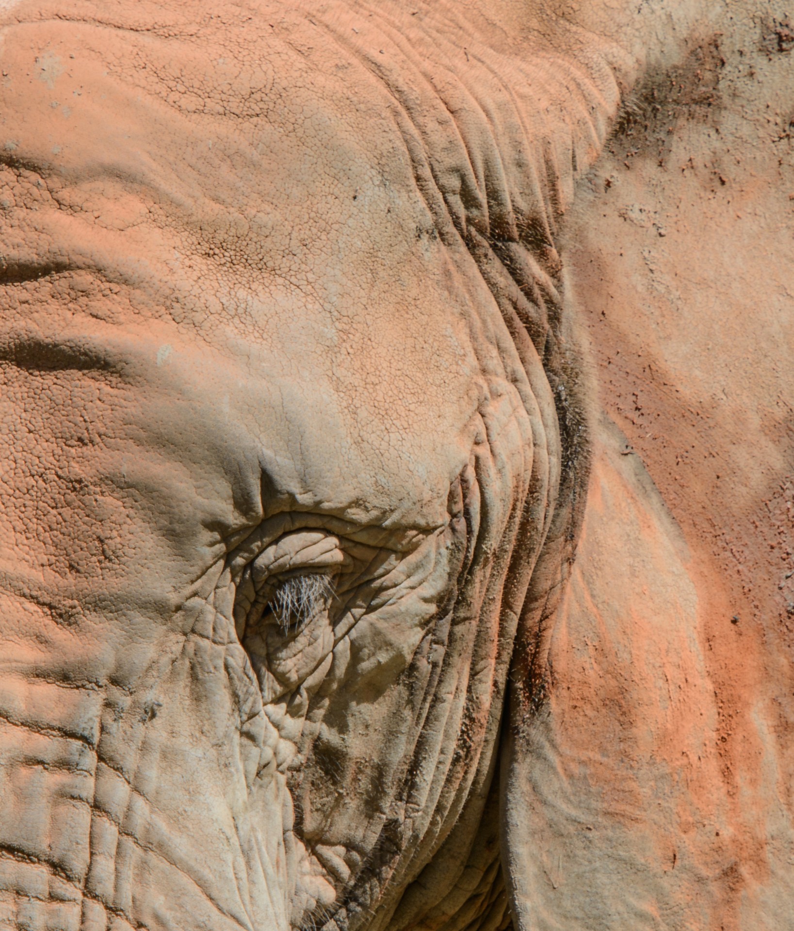 elephant skin eye trunk free photo