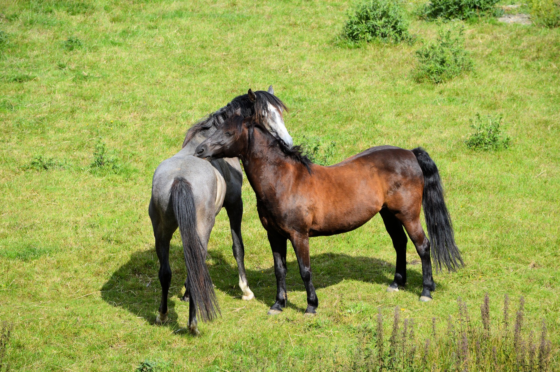 friendship duo riding stables free photo