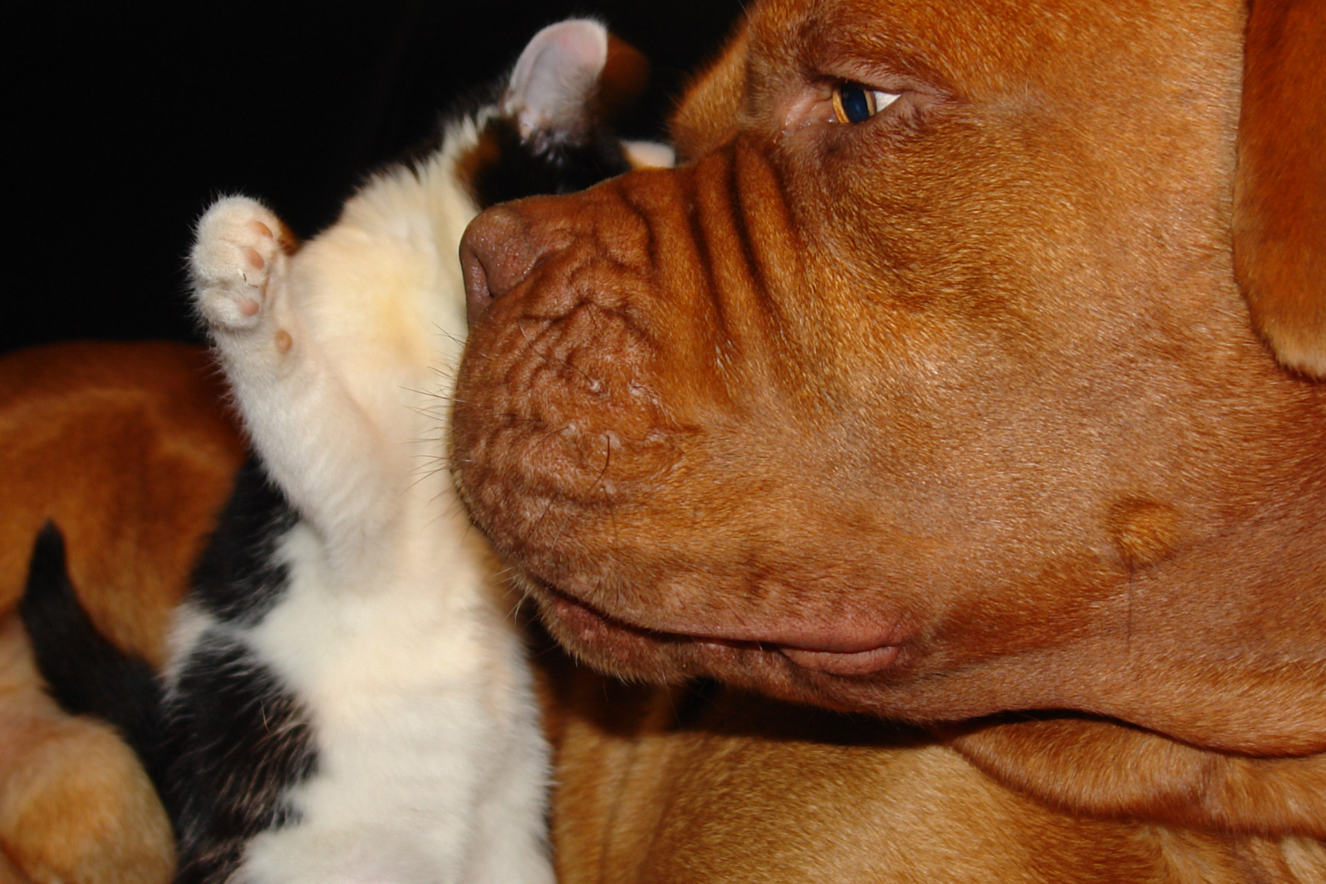 kitten cat dogue de bordeaux free photo