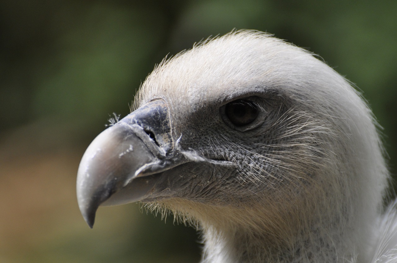 vulture griffon vulture raptor free photo