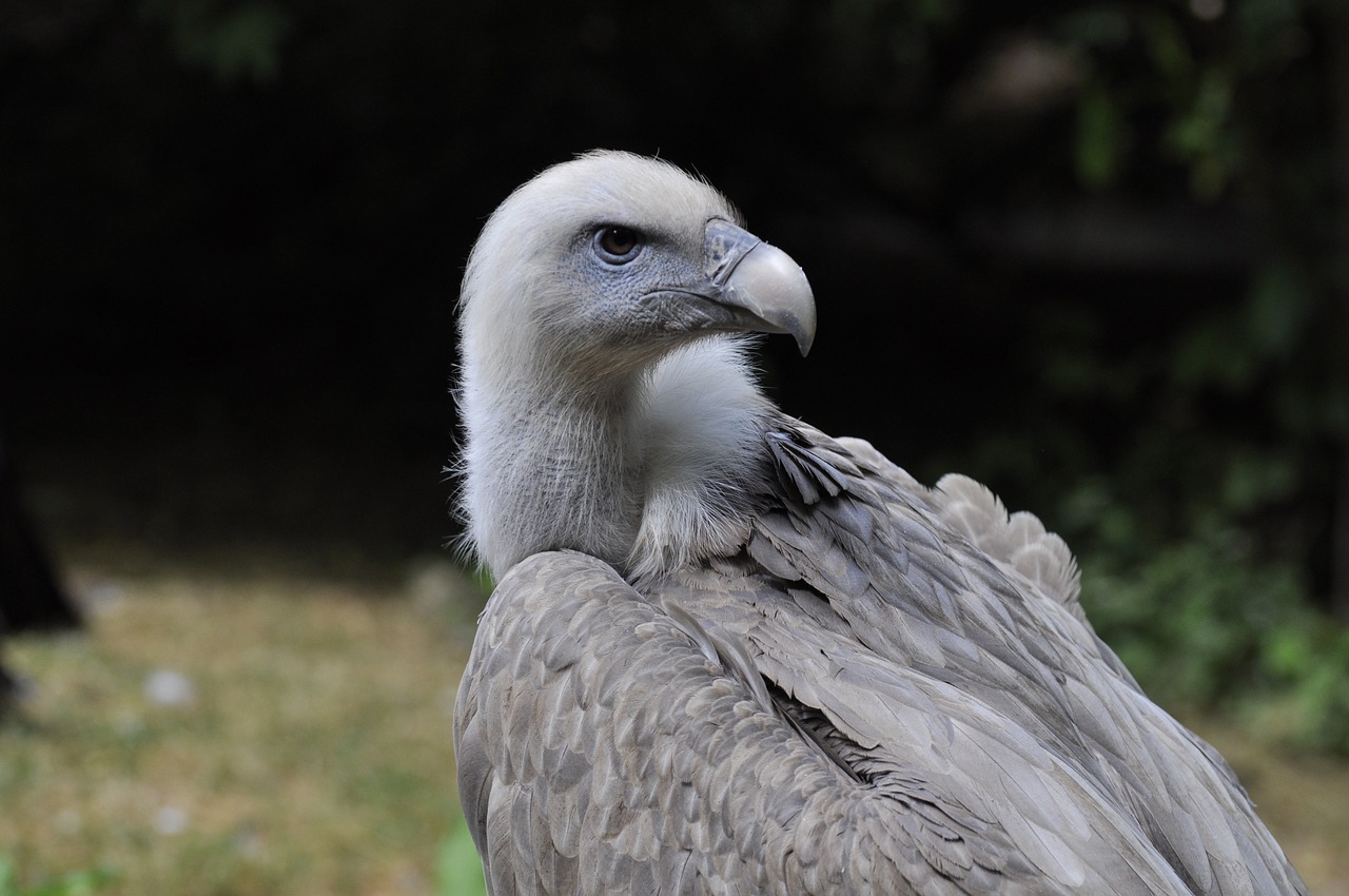 vulture griffon vulture raptor free photo