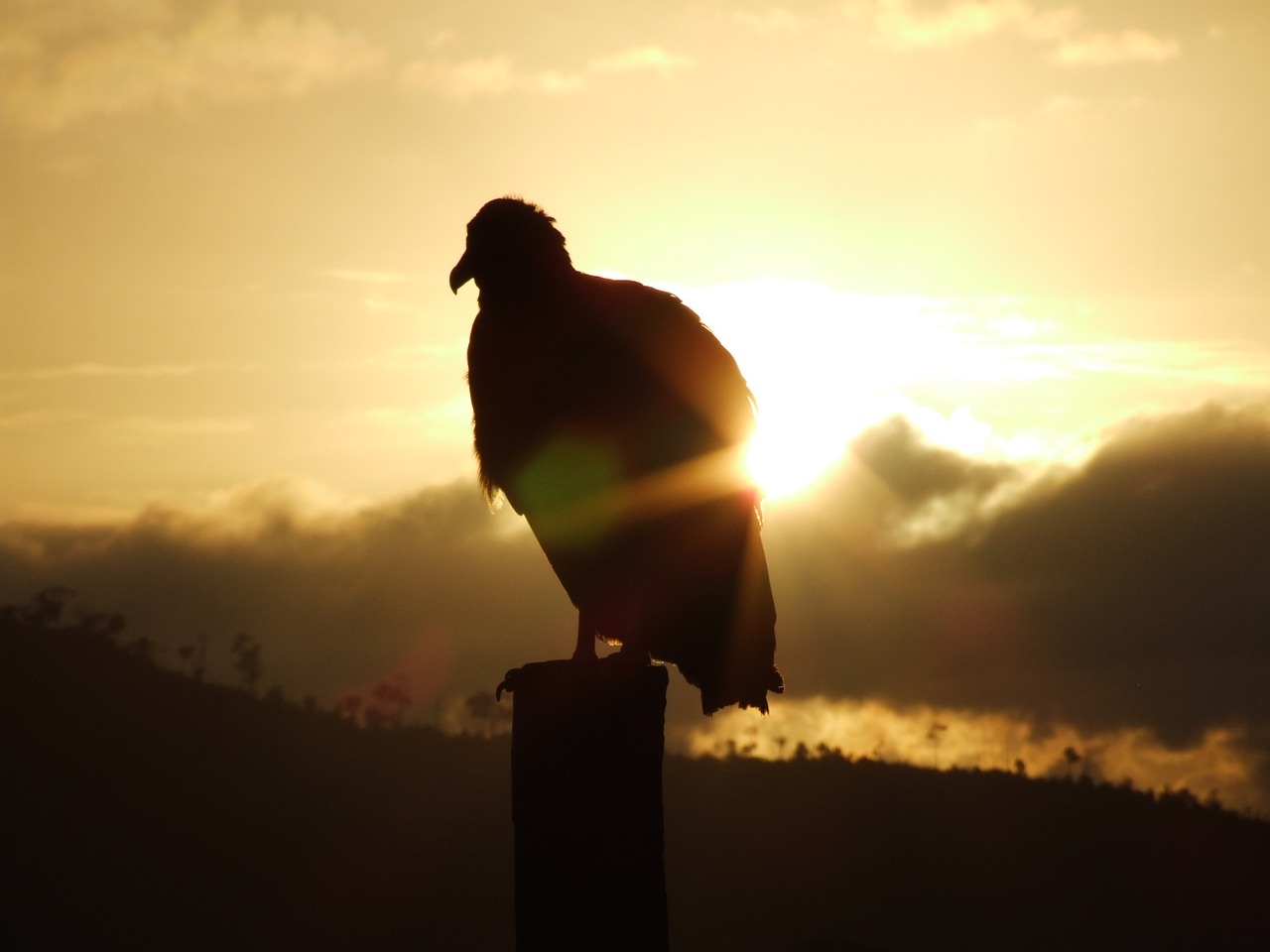vulture sunrise against light free photo