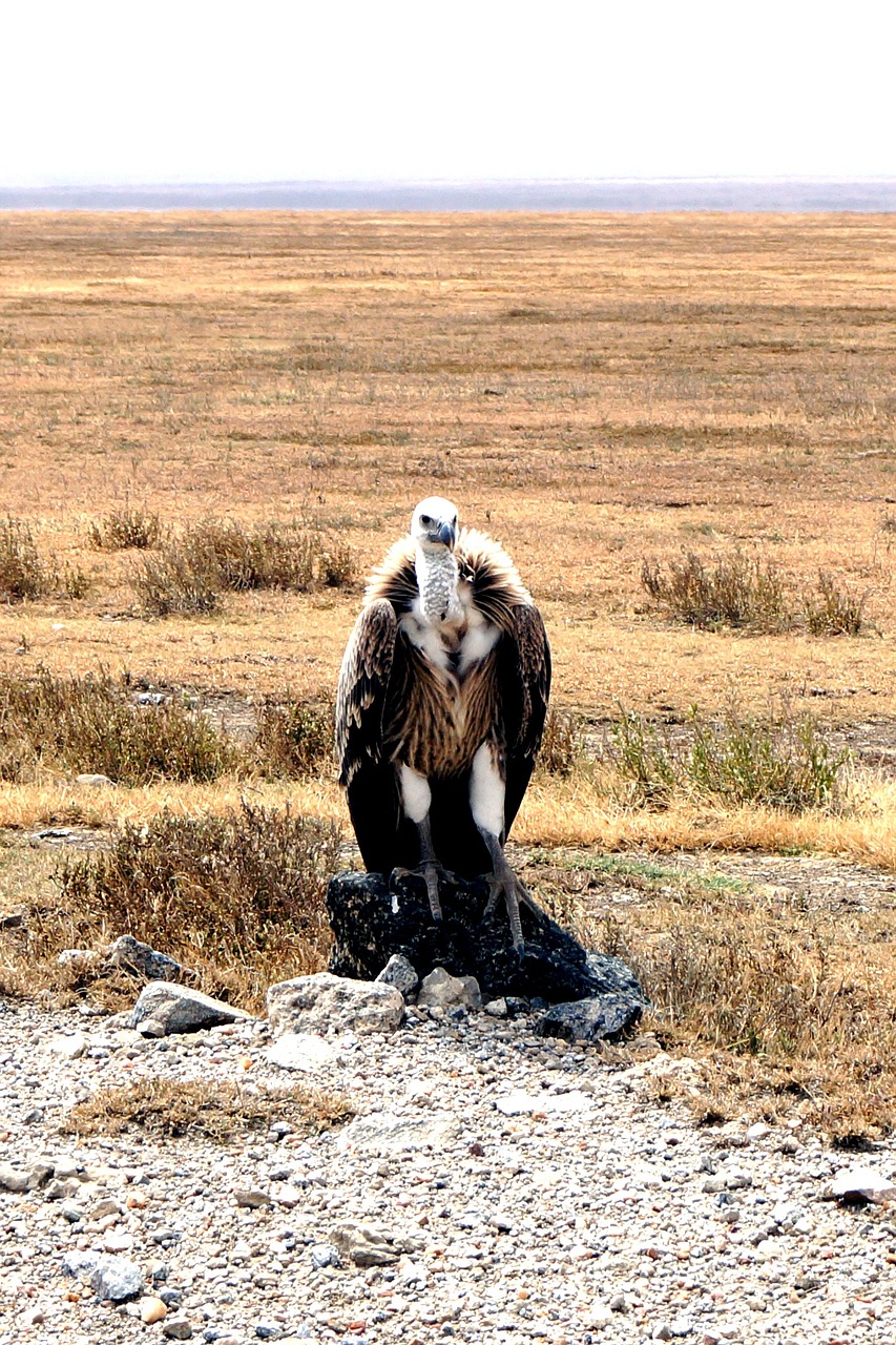 vulture raptor steppe free photo