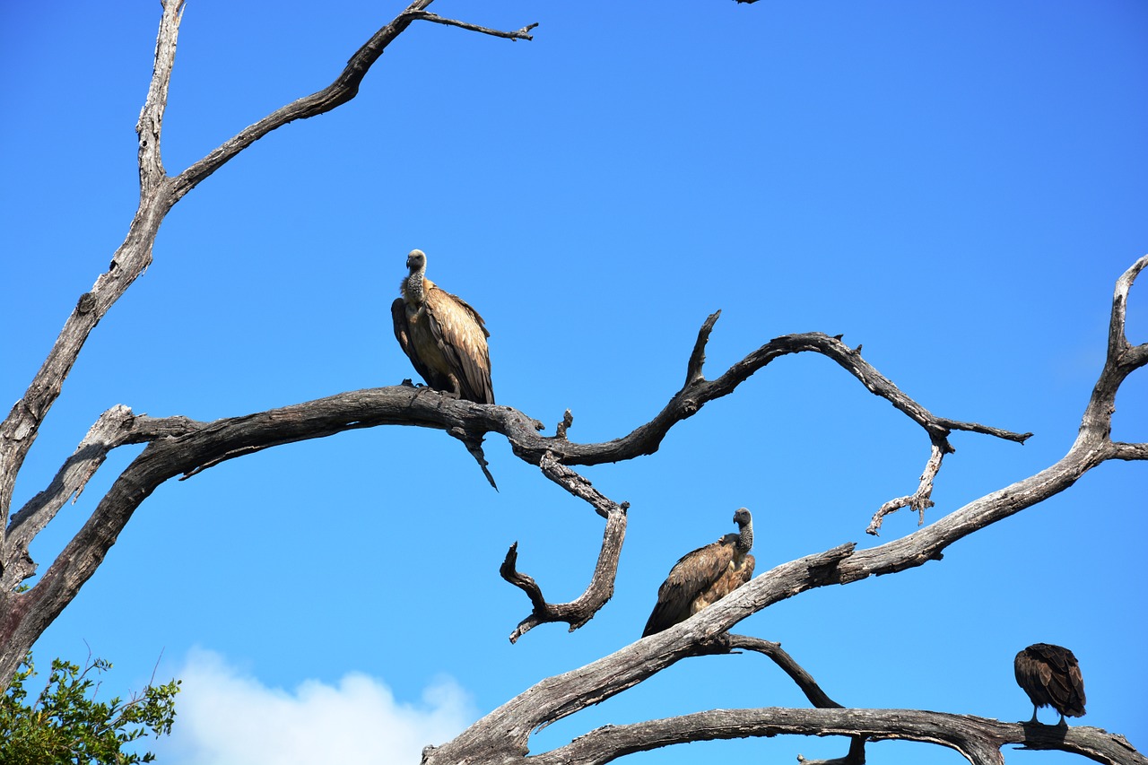 vulture tree national park free photo