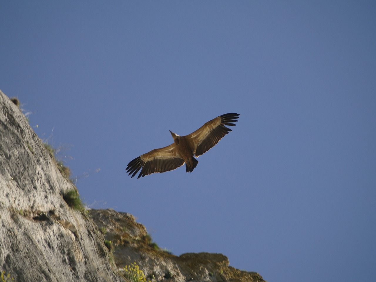 vulture bird feathers free photo