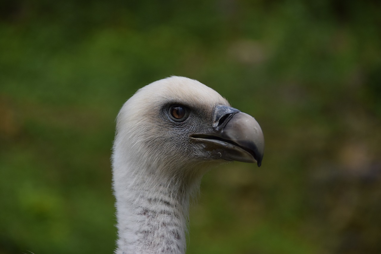 vulture wildlife park wild animal free photo