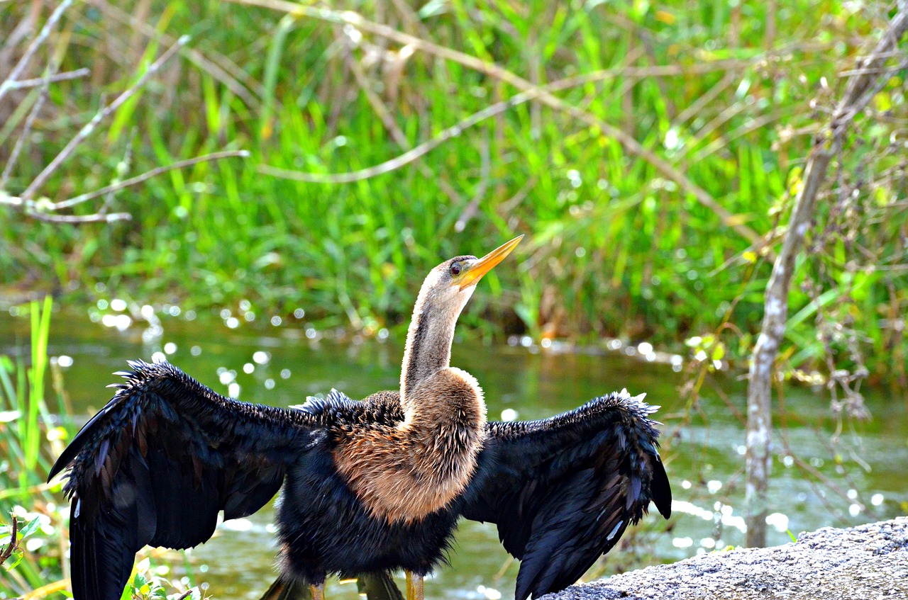 vulture everglades national park free photo