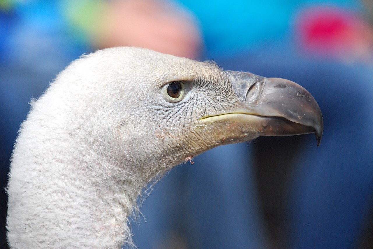 vulture bird of prey bird free photo