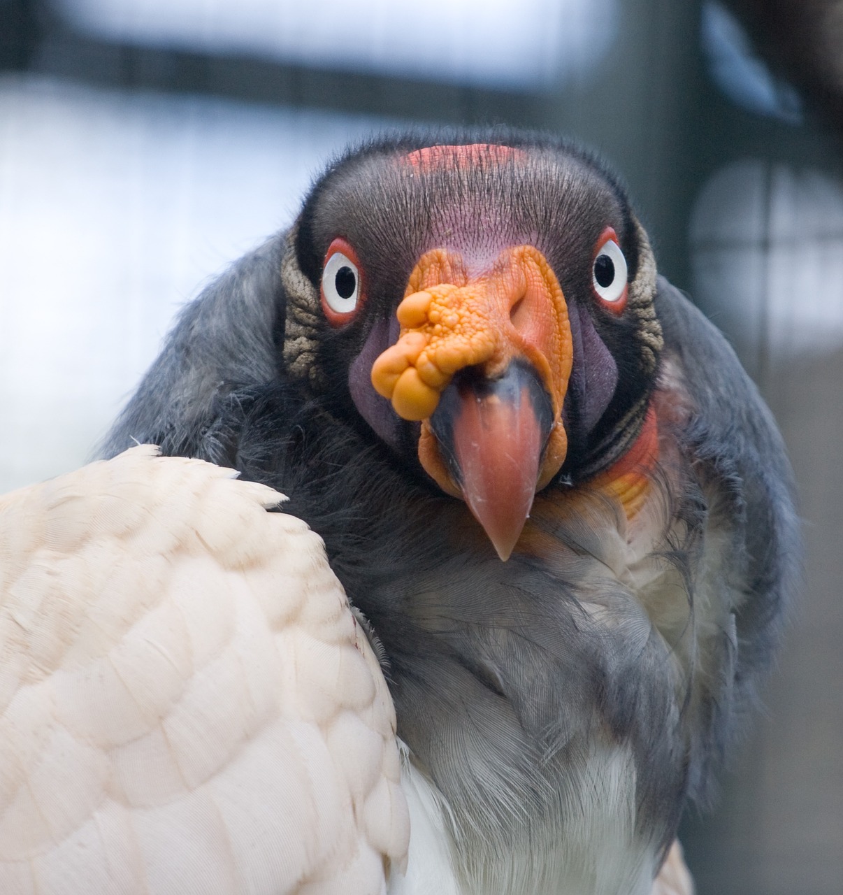 vulture bird zoo free photo