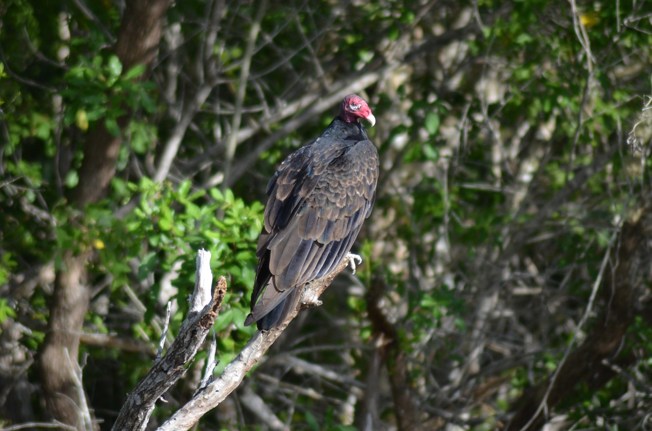 vulture bird fauna free photo
