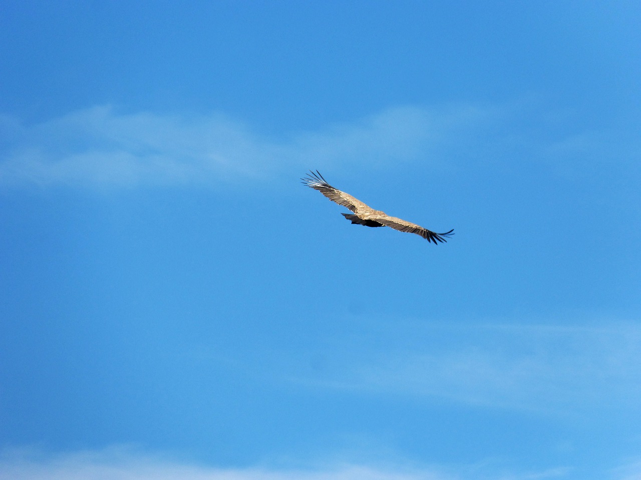 vulture sky clouds free photo