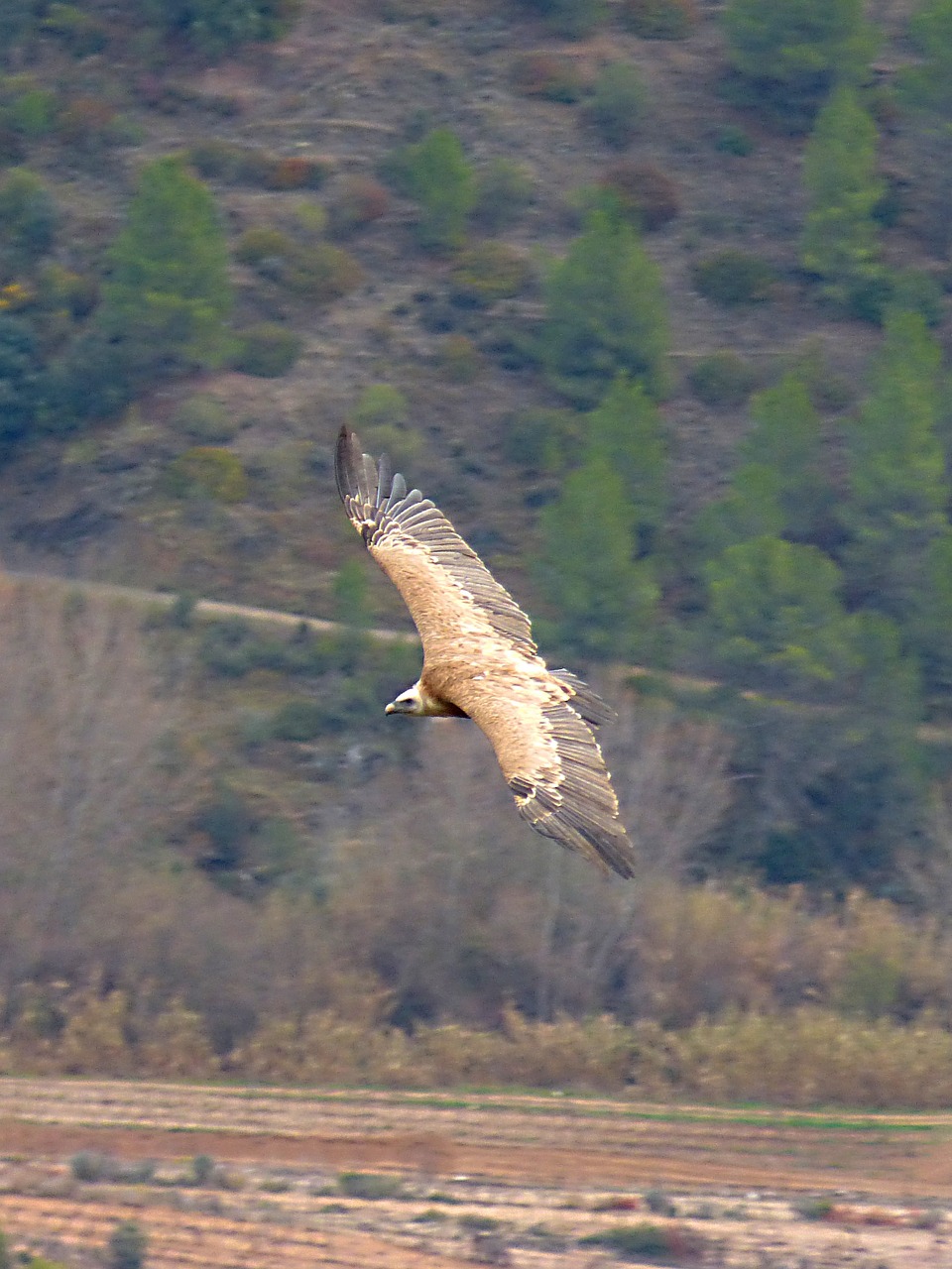 vulture landscape fly over free photo