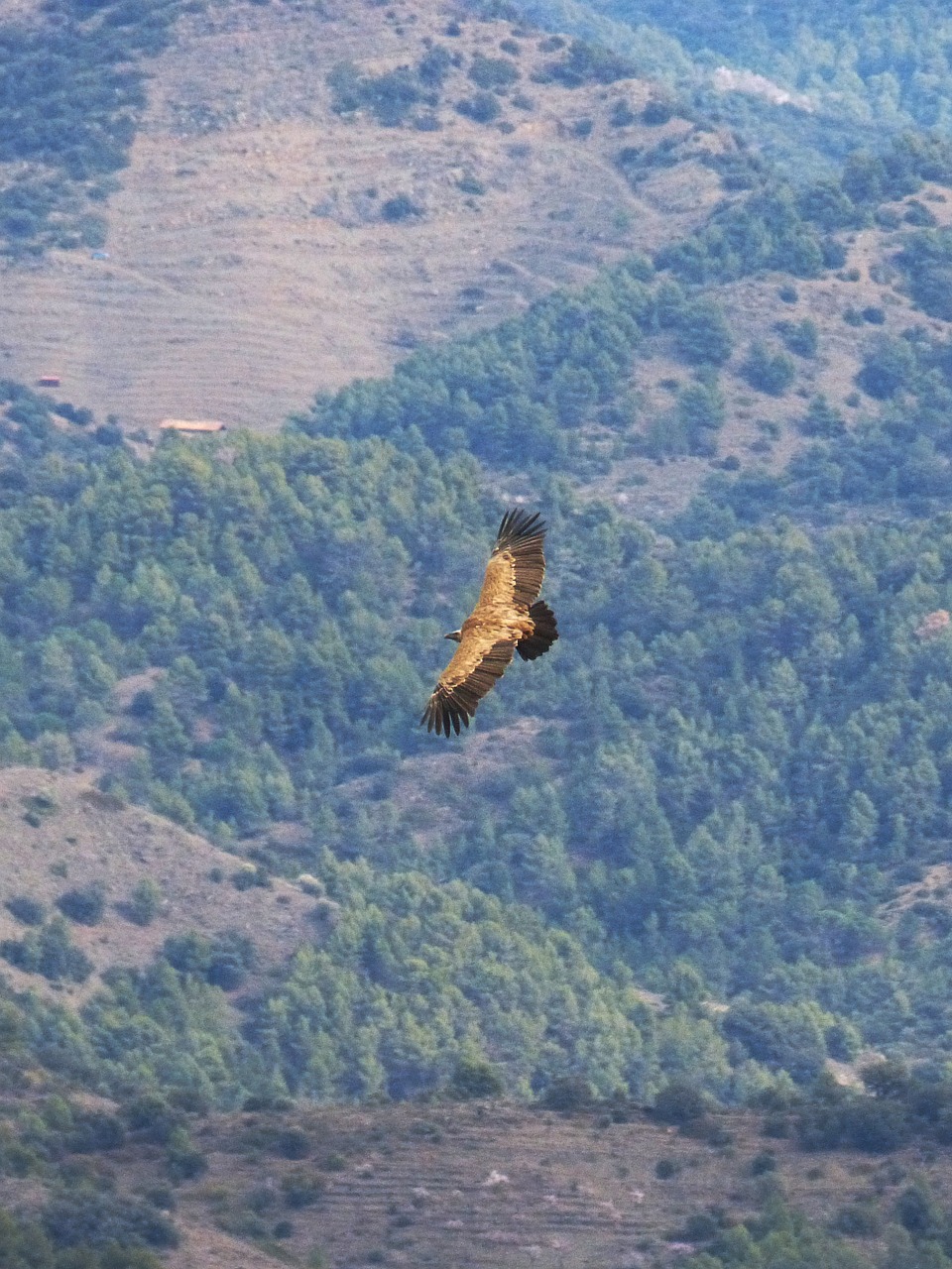 vulture flight freedom free photo