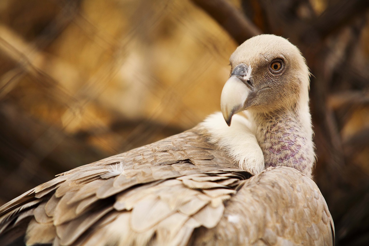 vulture el escorial lavirian free photo