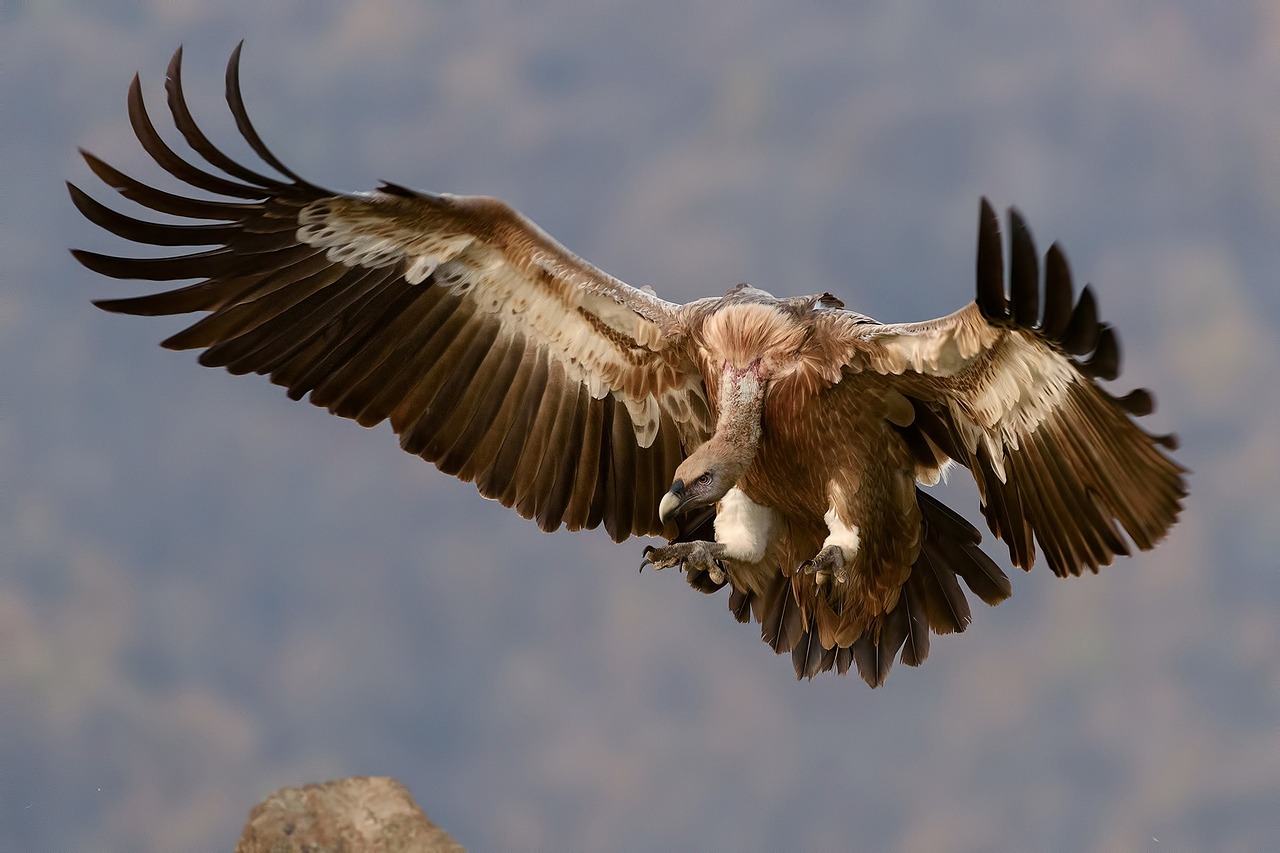 vulture bird wings free photo