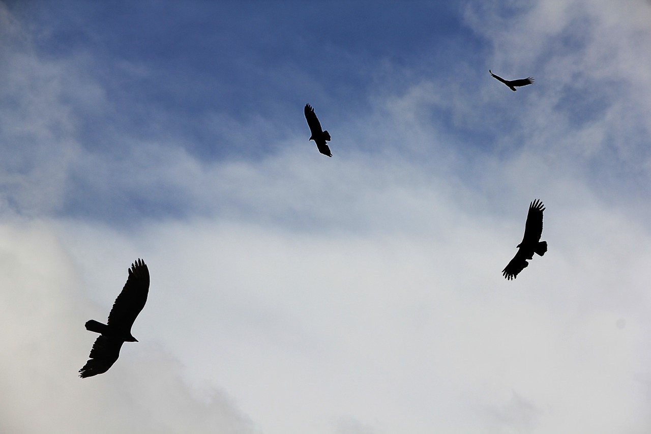 vulture sky fly free photo