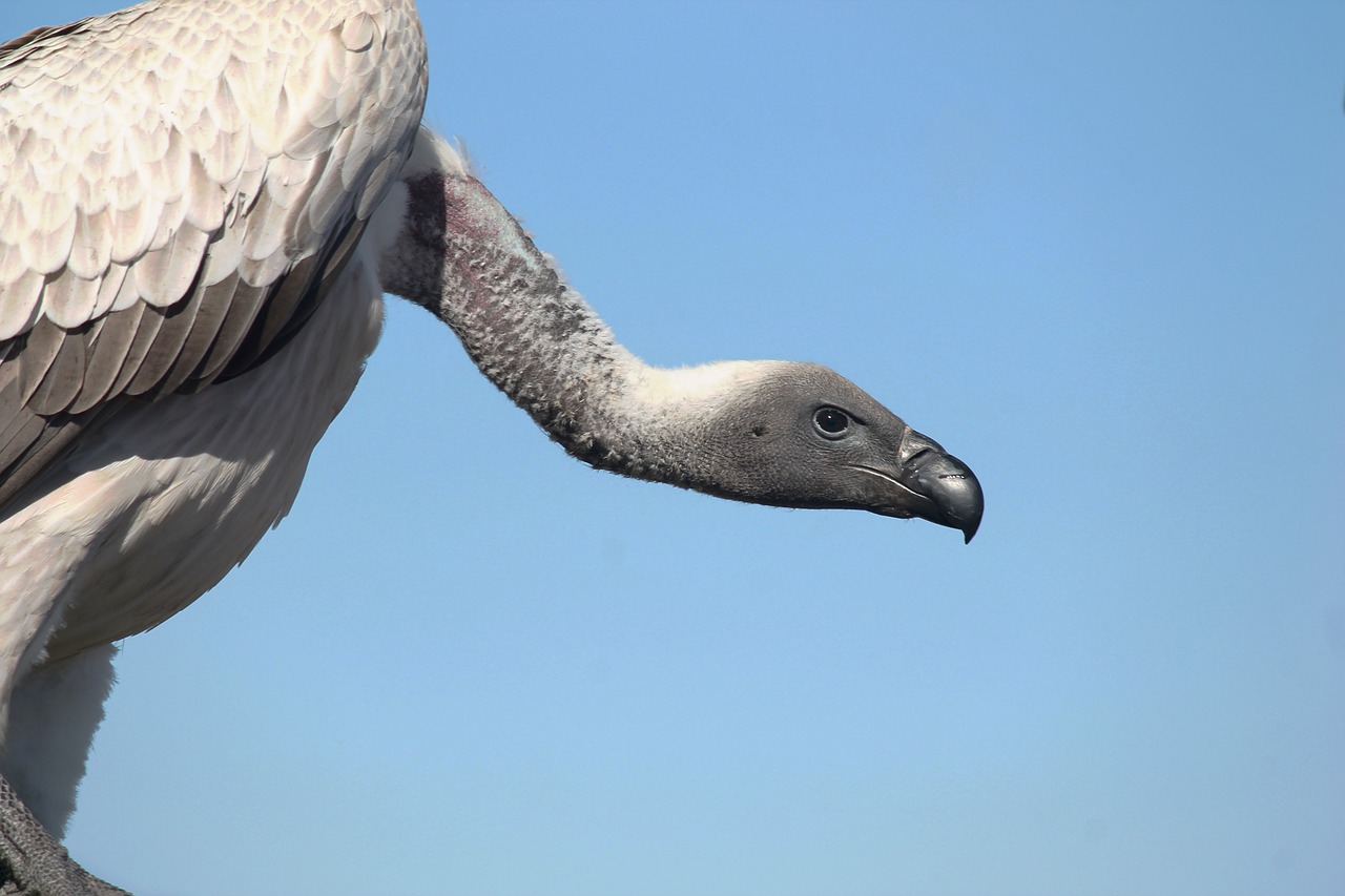vulture bird ave free photo