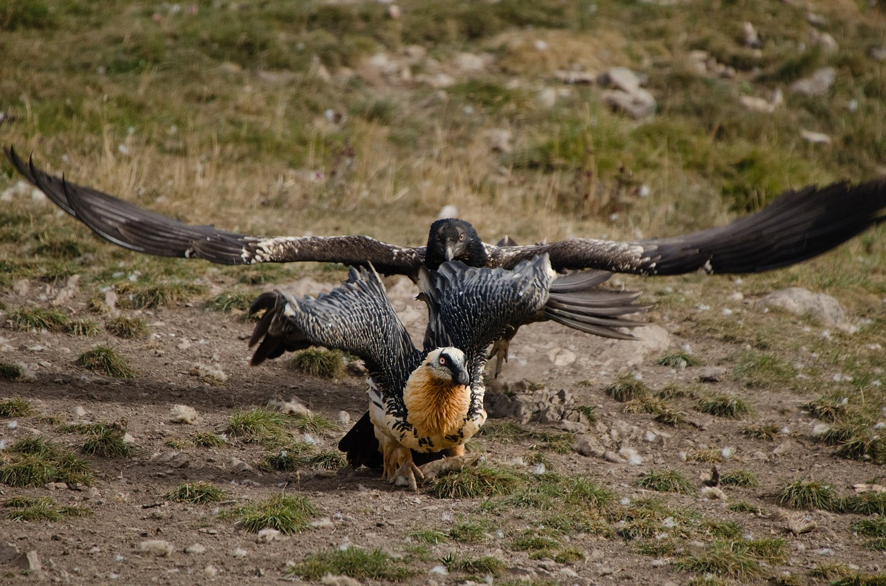 vulture adler scavengers free photo