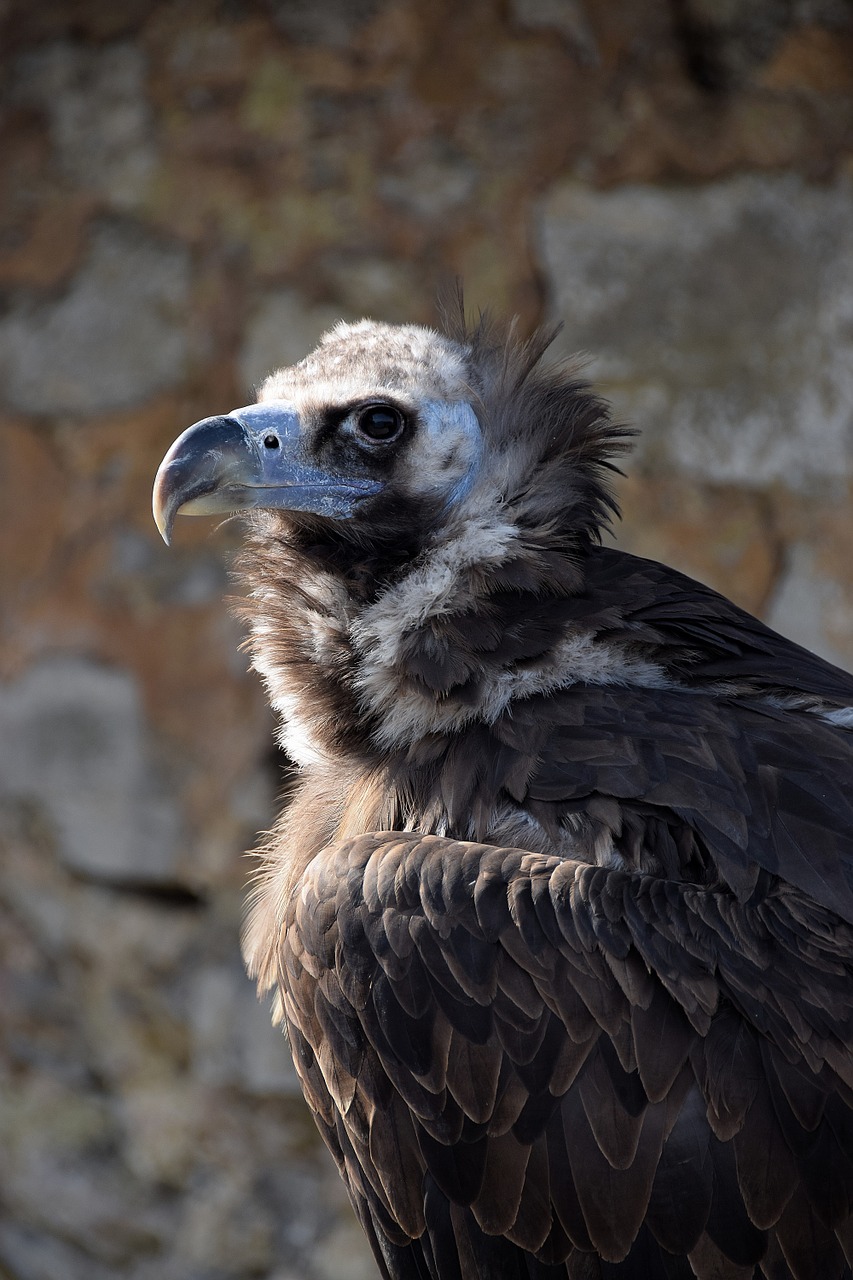 vulture black vulture falkner free photo