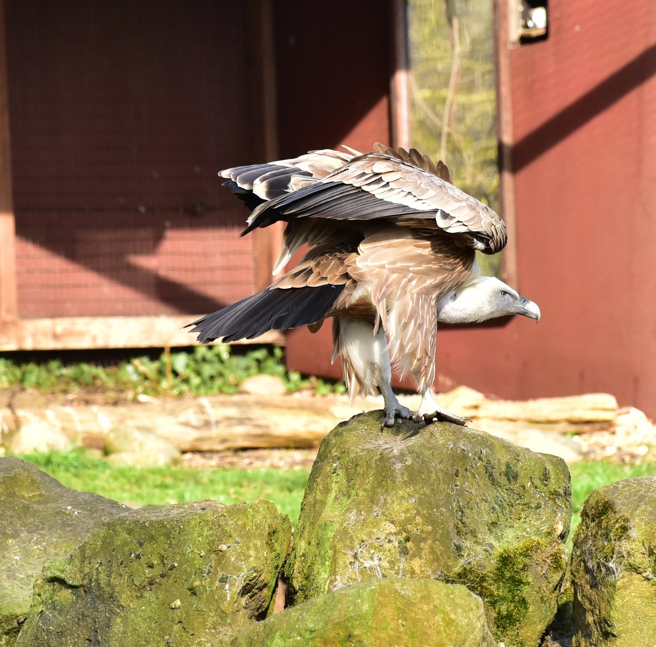 vulture scavengers feather free photo