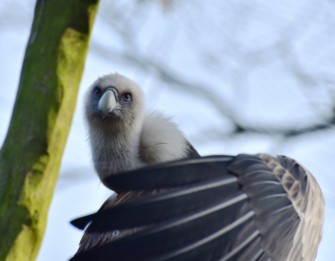 vulture scavengers feather free photo