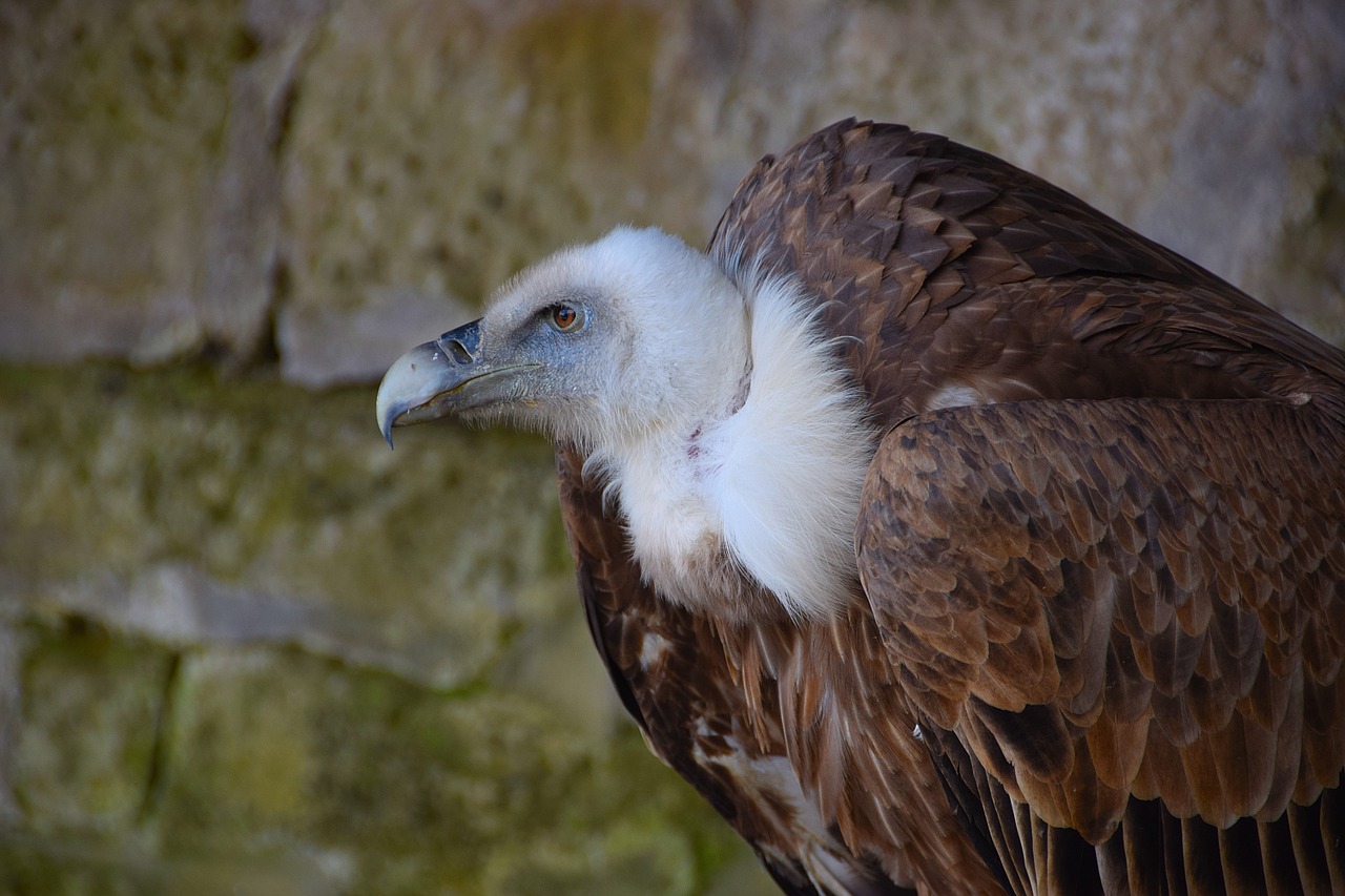 vulture black vulture raptor free photo