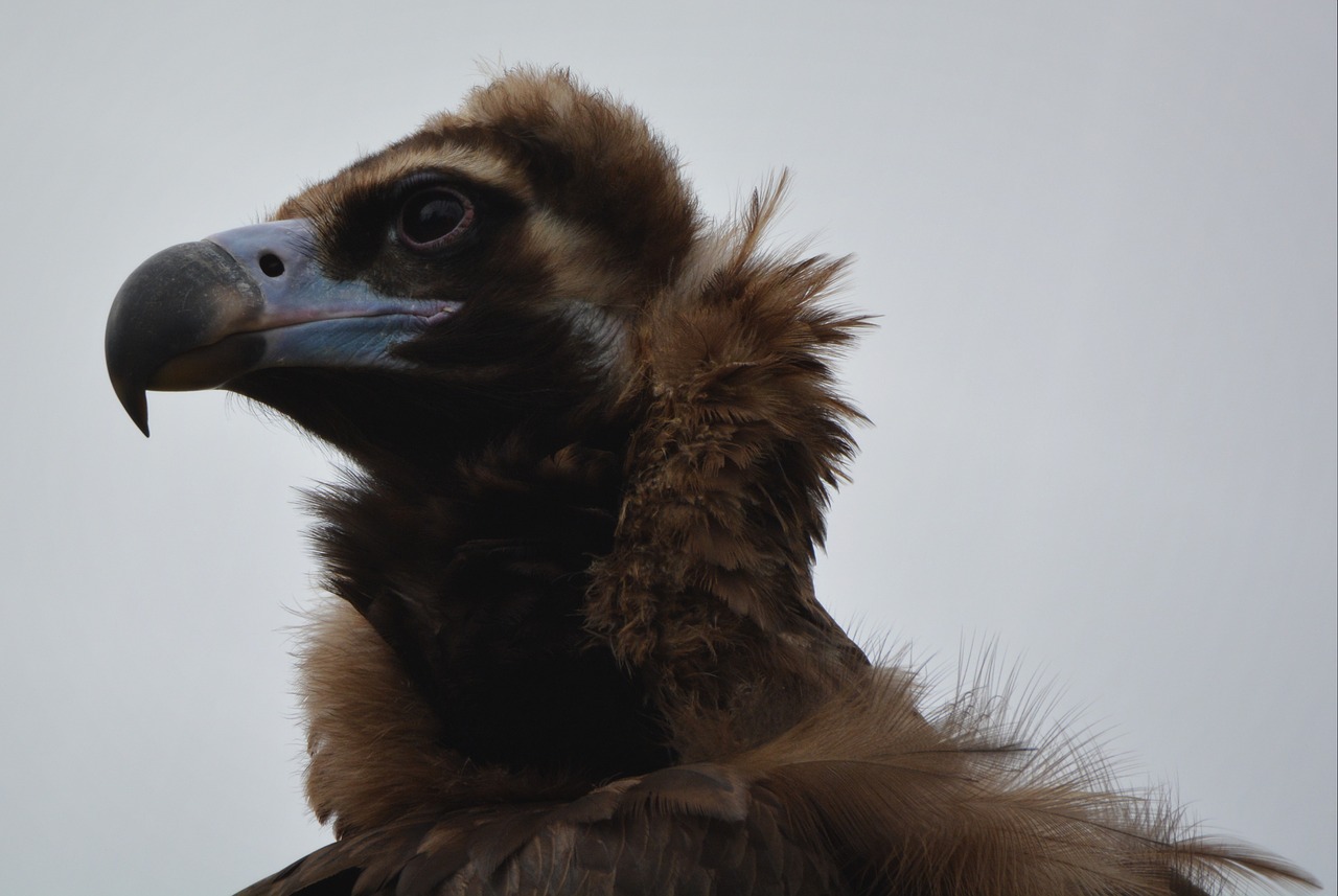 vulture bird bird of prey free photo