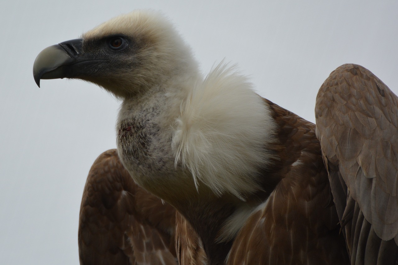 vulture bird bird of prey free photo