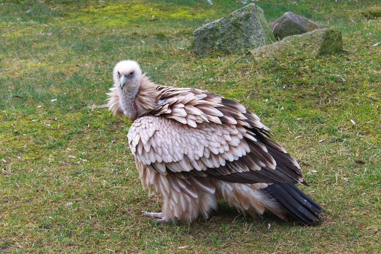 vulture zoo berlin free photo