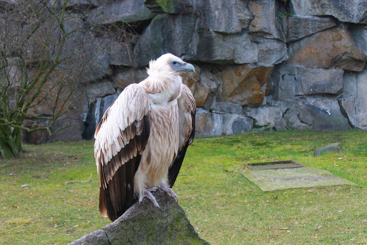 vulture zoo berlin free photo