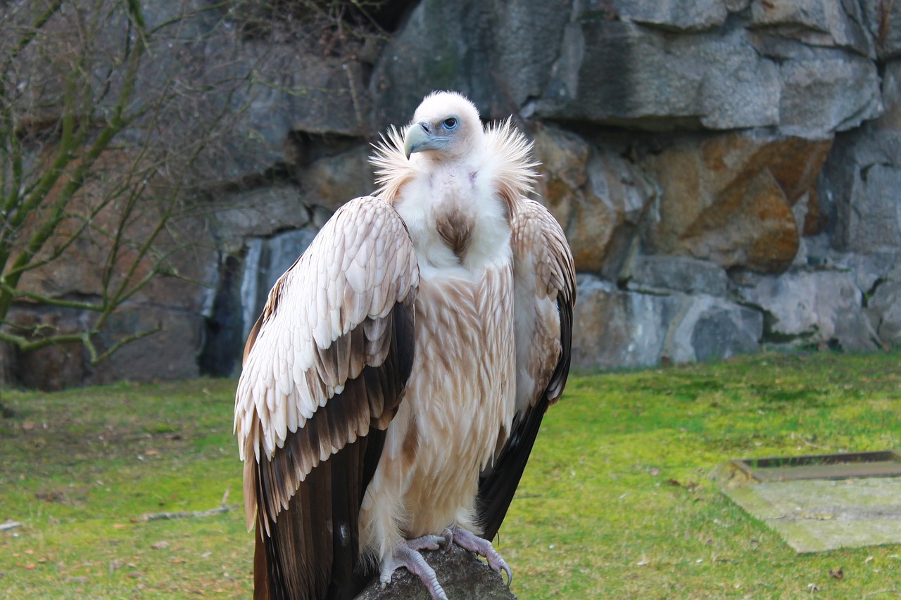 vulture zoo berlin free photo